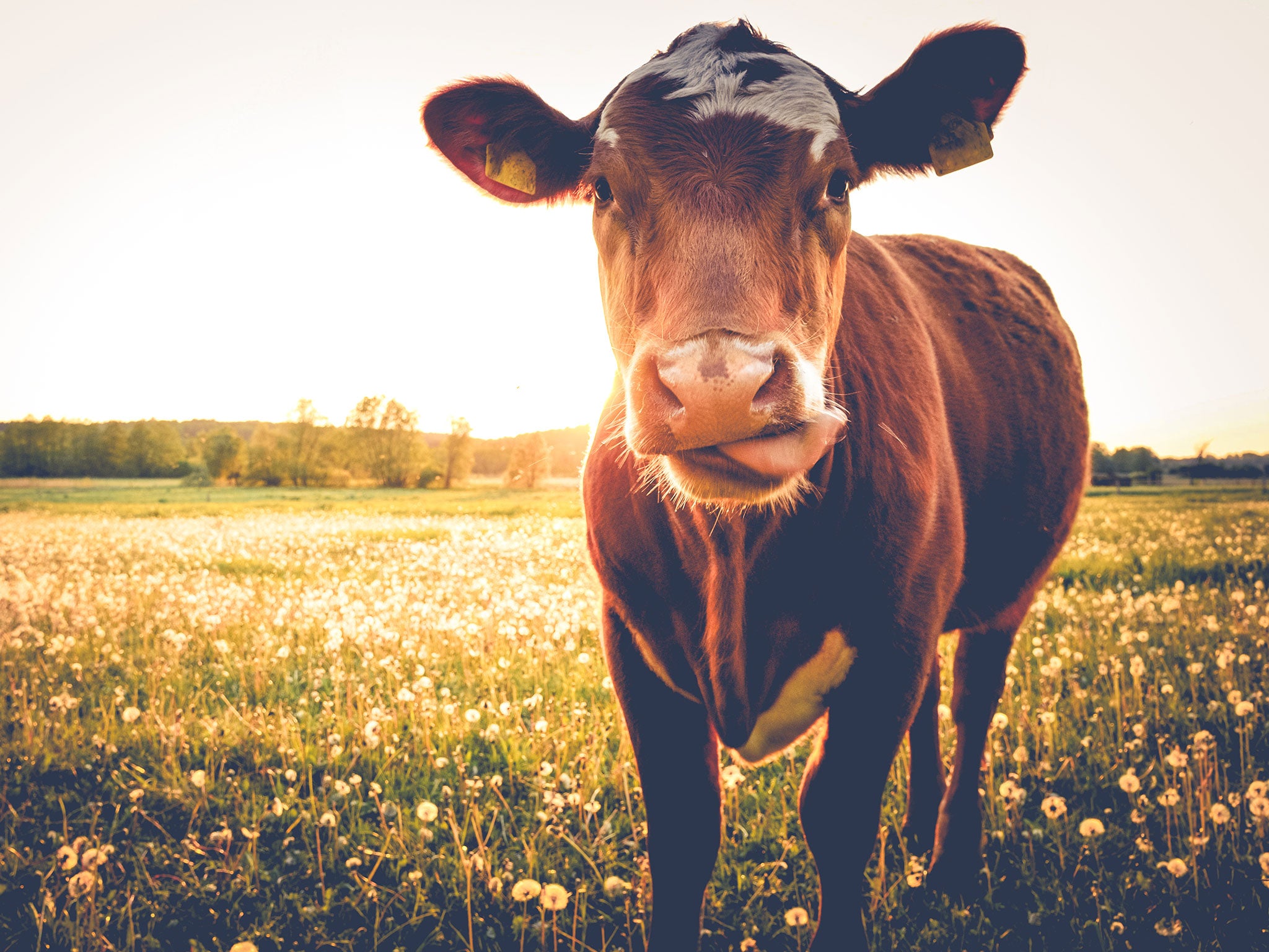 Recent research claimed milk in areas around Chernobyl remained contaminated by radioactive material