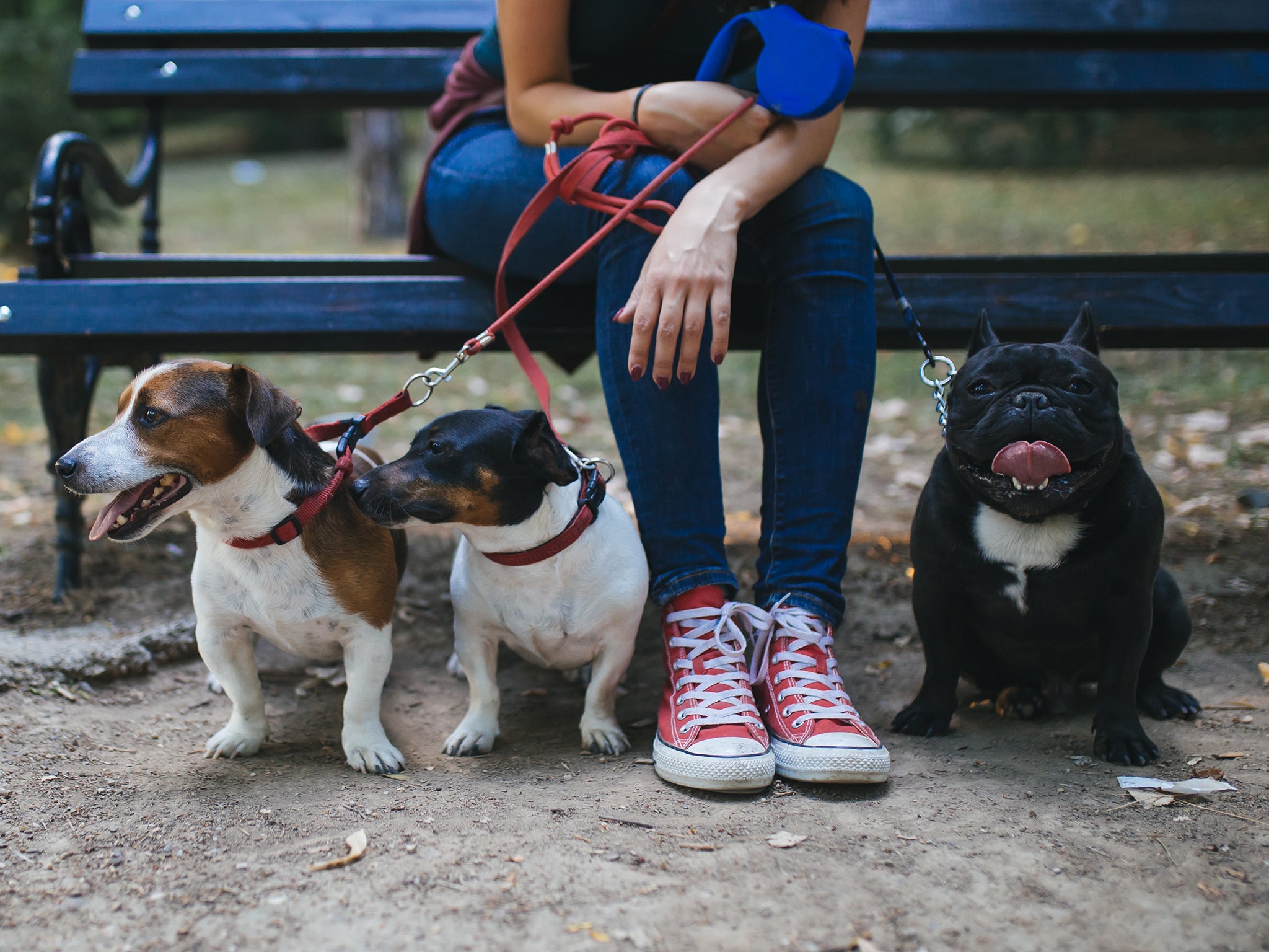 Dogs’ domestication, along with the change in diet, food quantity and quality is likely to have led to the smaller body size and reduction in teeth size