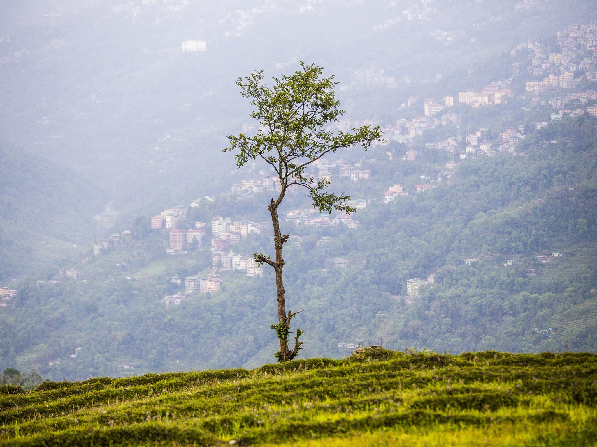 After indiscriminate pesticide use lead to a spike in cancer rates and tainted fish, vegetables and rice, Sikkim’s leaders made an extreme decision