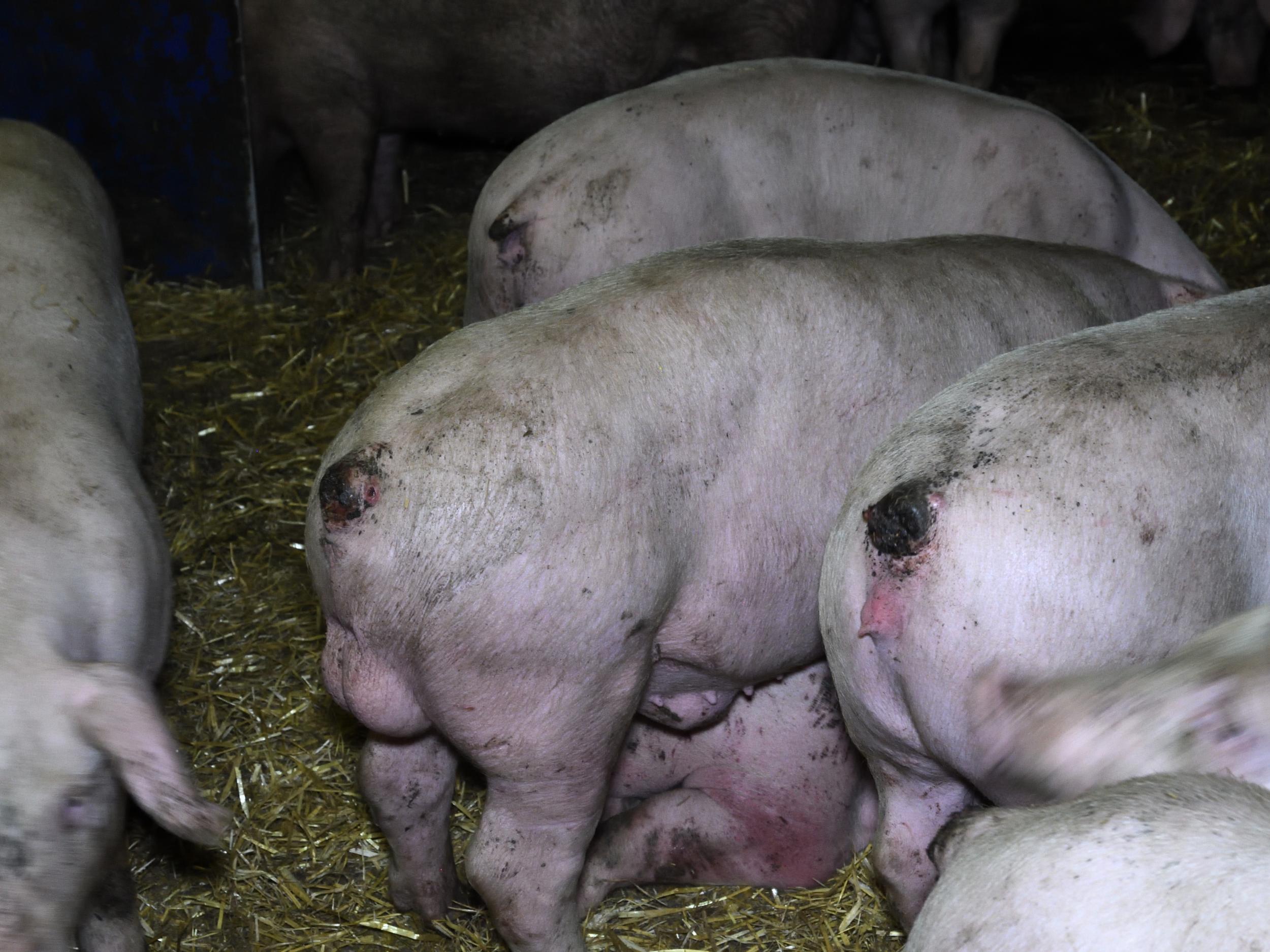 Tail stumps had been bitten by other pigs, potentially causing serious infections