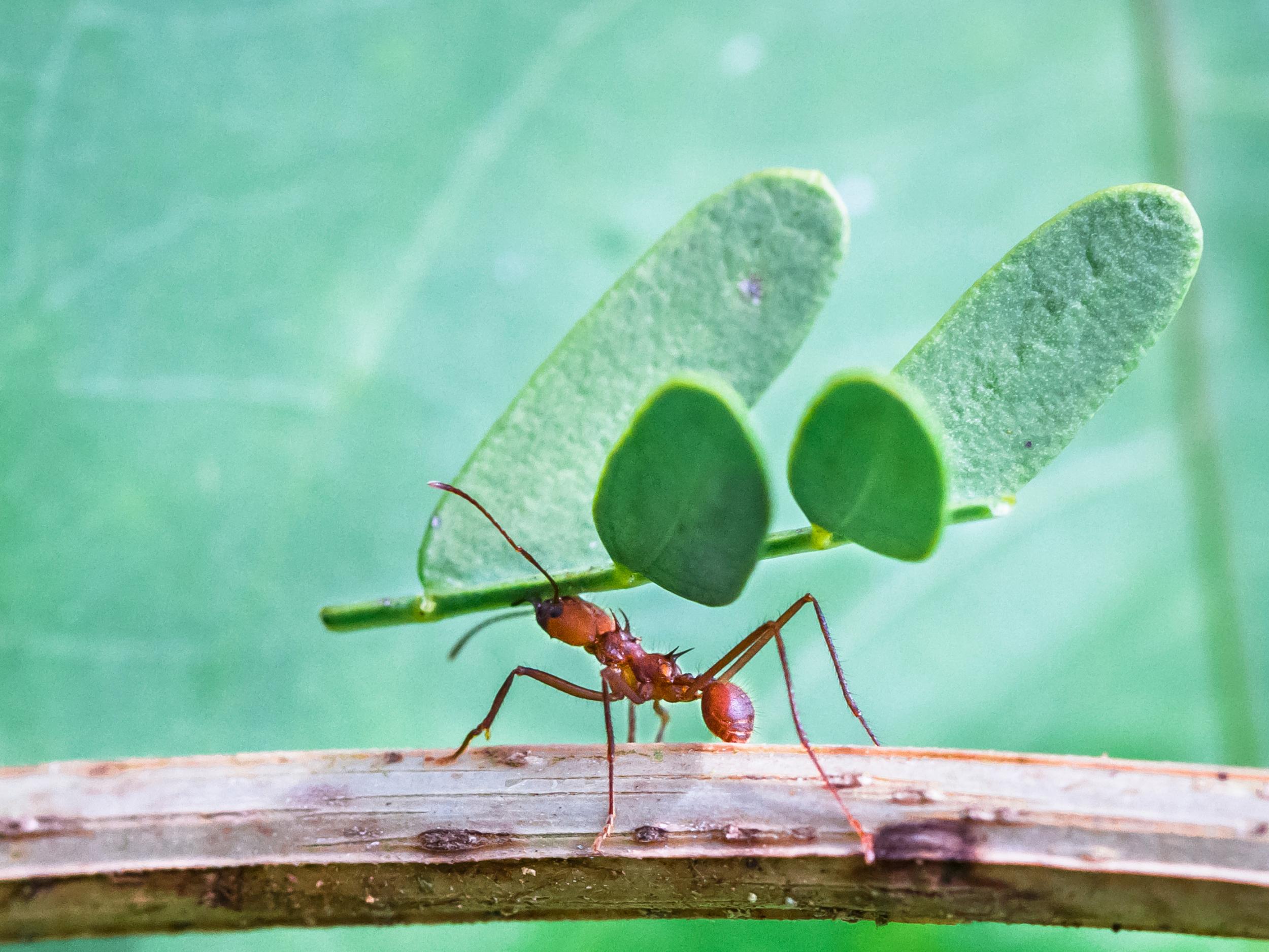 Colony strikes back: the insects have developed strategies to weed out areas of infection and can also produce several antimicrobial chemicals