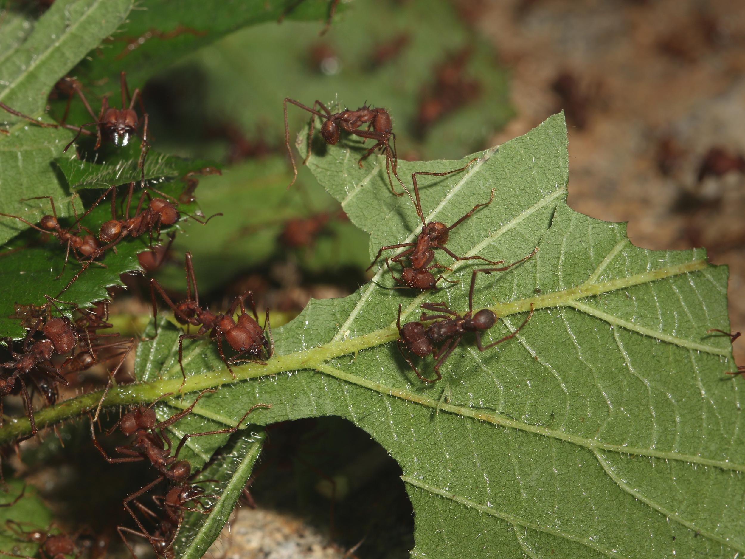 Leafcutter ants’ fungal gardens can become infested with parasities that feed off the crop