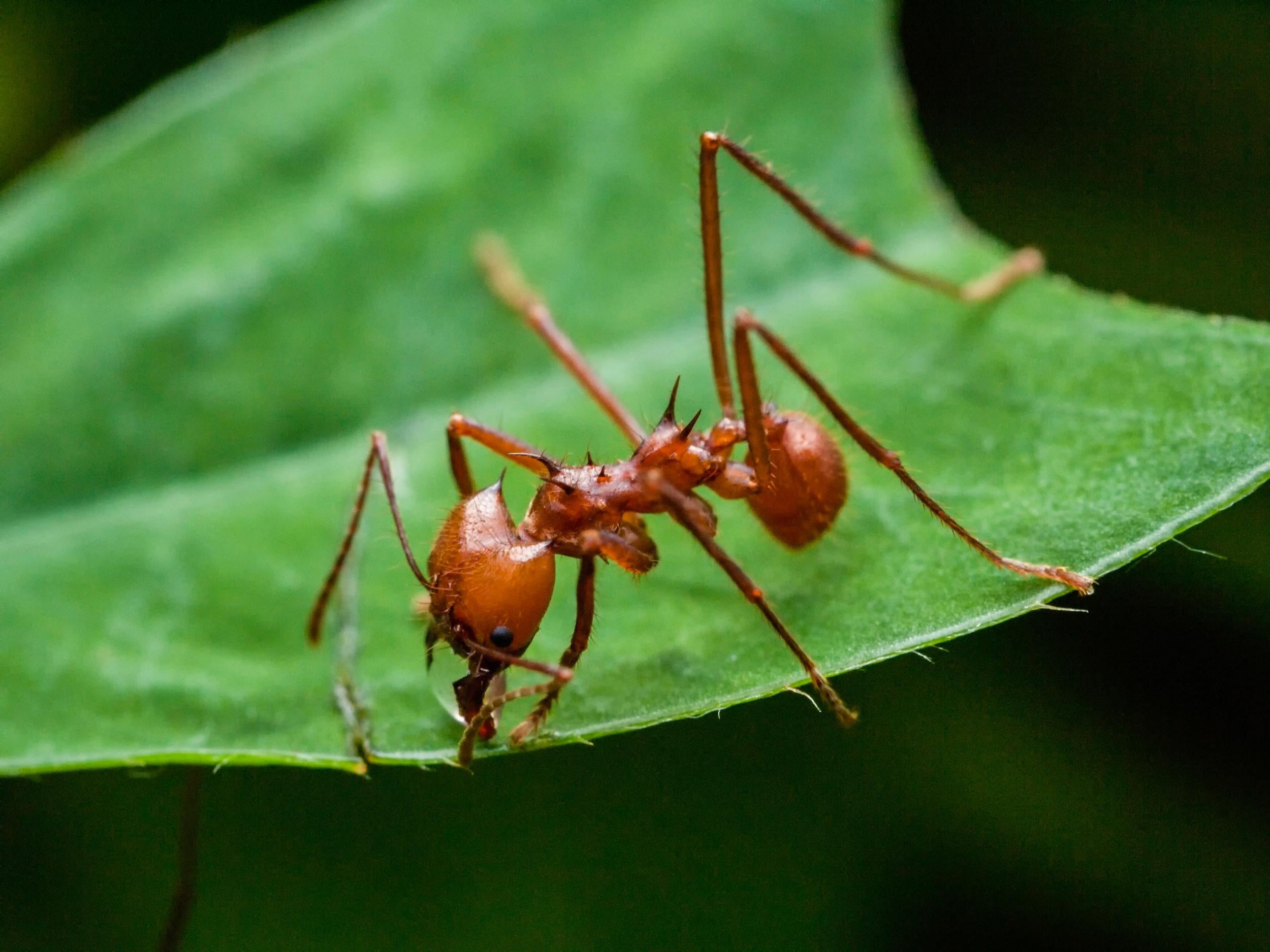 Escovopsis can cause ants to become disorientated and increasingly paralysed