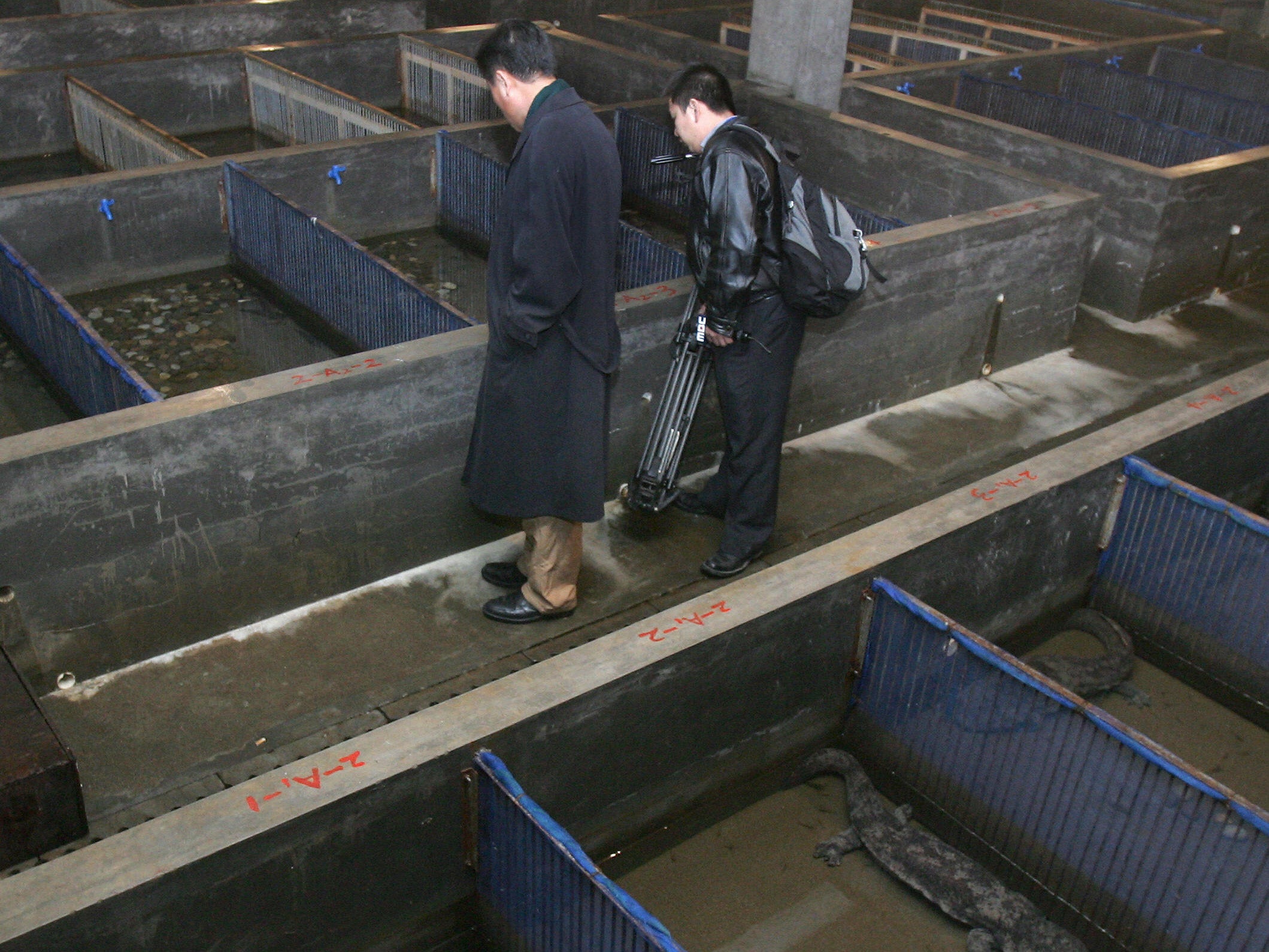 A salamander nursing centre in Zhangjiajie, Salamander meat was marketed as a luxury food item in the 1990s