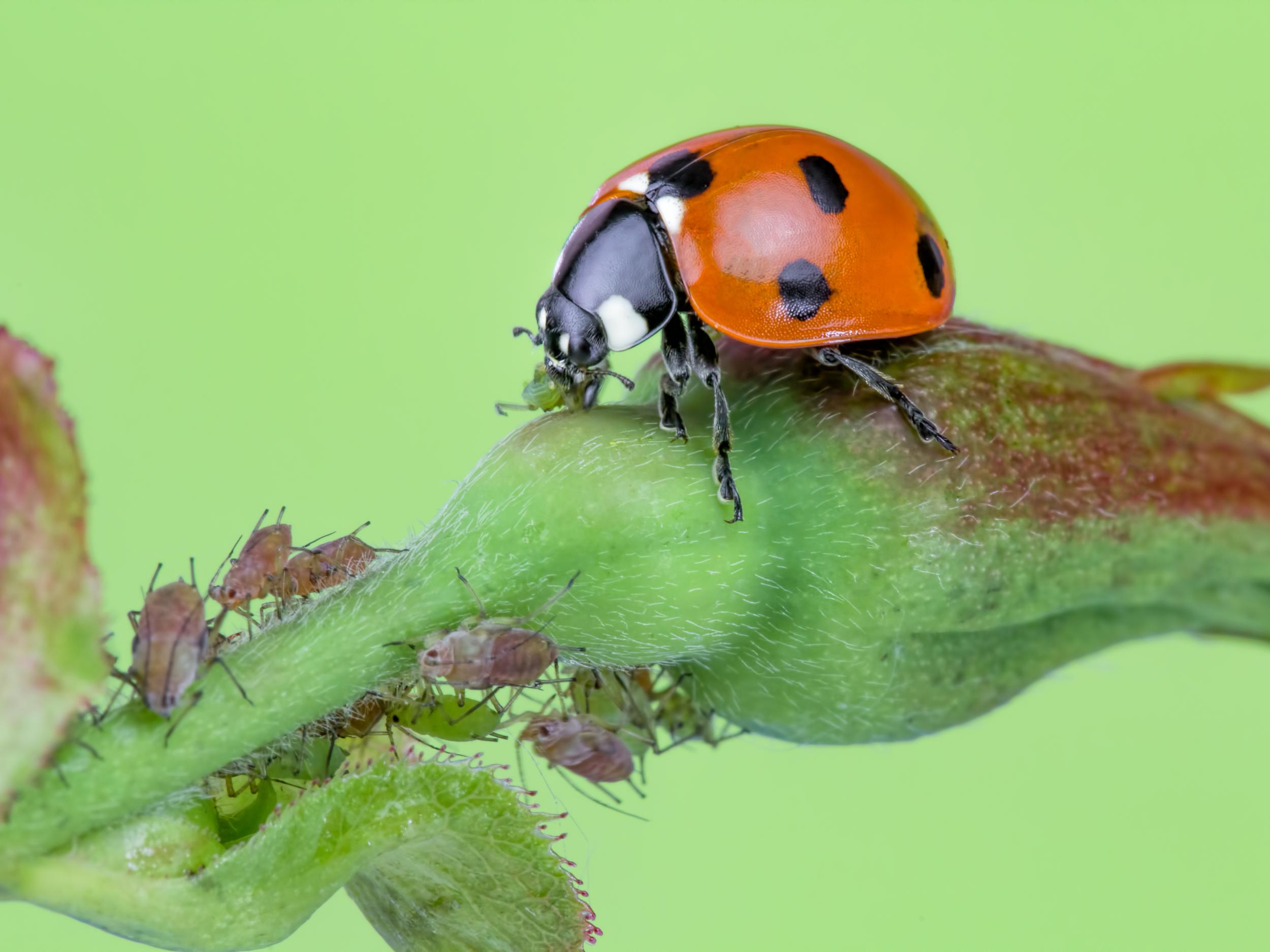 Out on a limb: some ladybugs depend on aphids