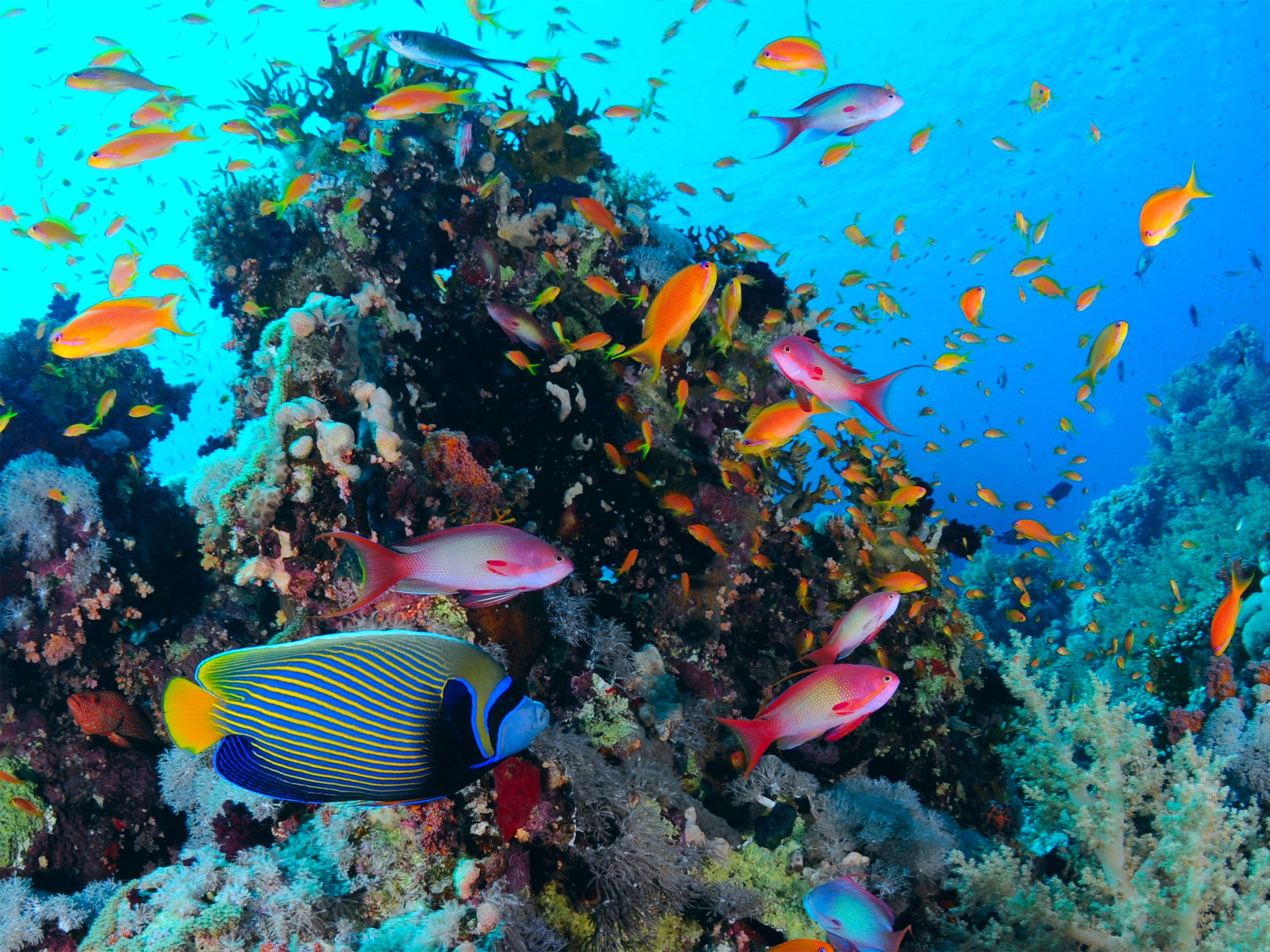 Loss of coral could damage lagoons behind reef crests which harbour habitats essential for a lot of juvenile species