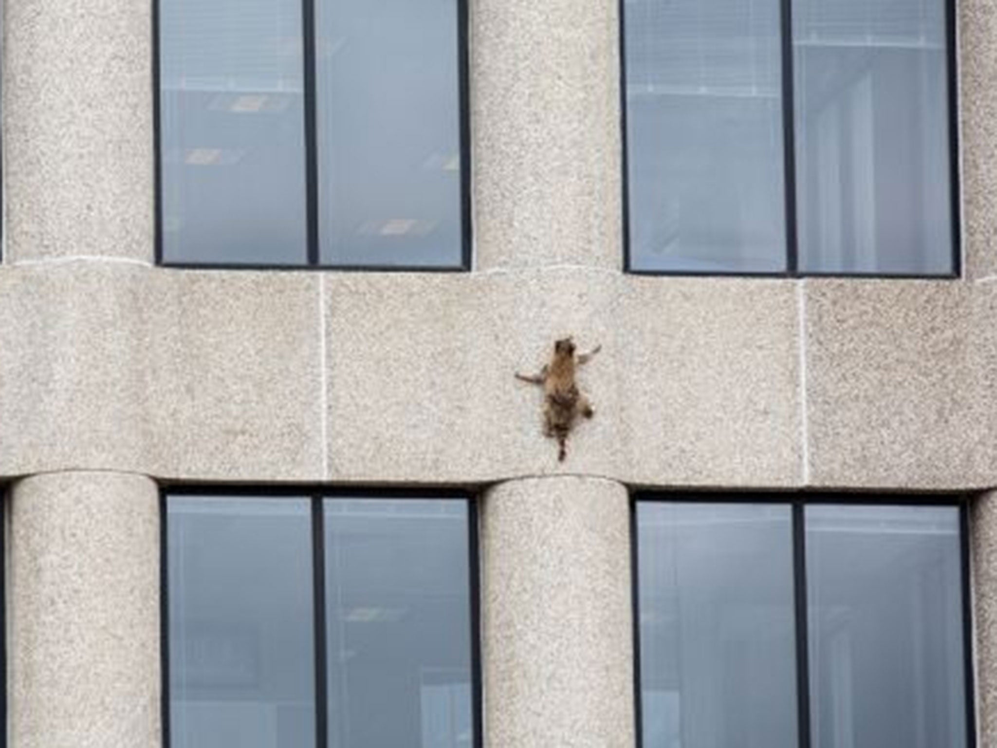 A raccoon scurries up the side of the UBS Plaza building in St Paul, Minnesota