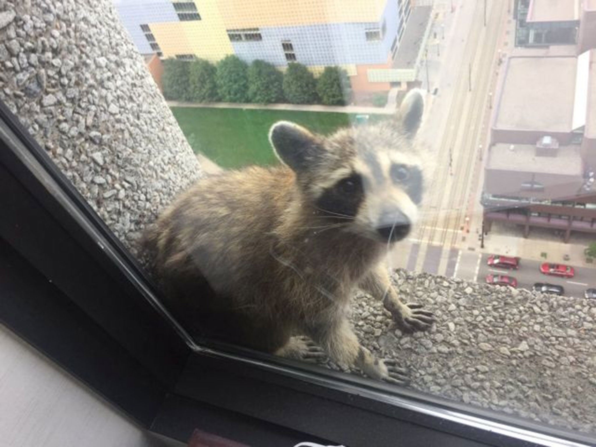 A raccoon sits on a window sill of the UBS Plaza building in St Paul, Minnesota