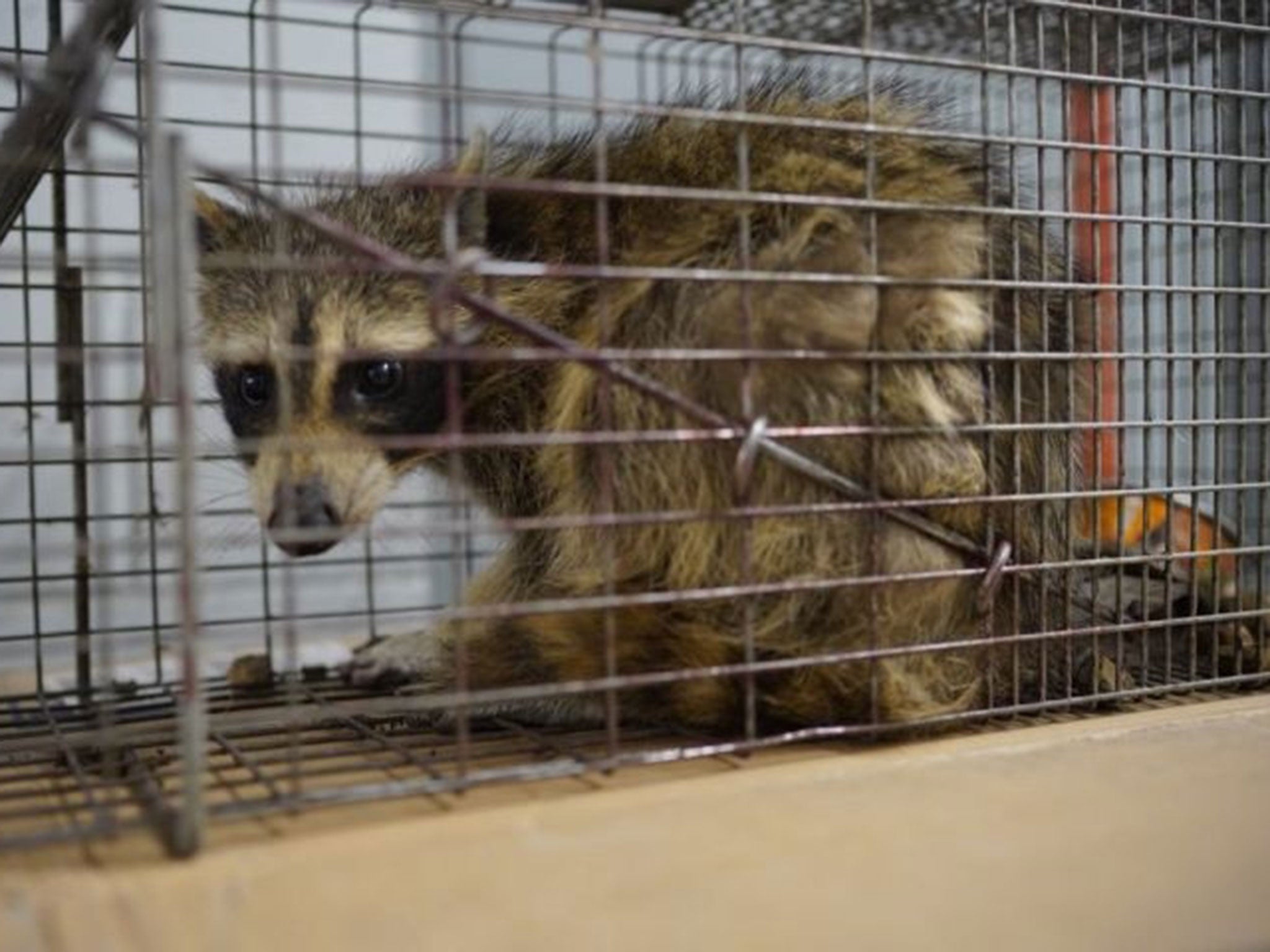 The raccoon that scaled the UBS Plaza was caught in a live trap baited with cat food overnight in St Paul, Minnesota