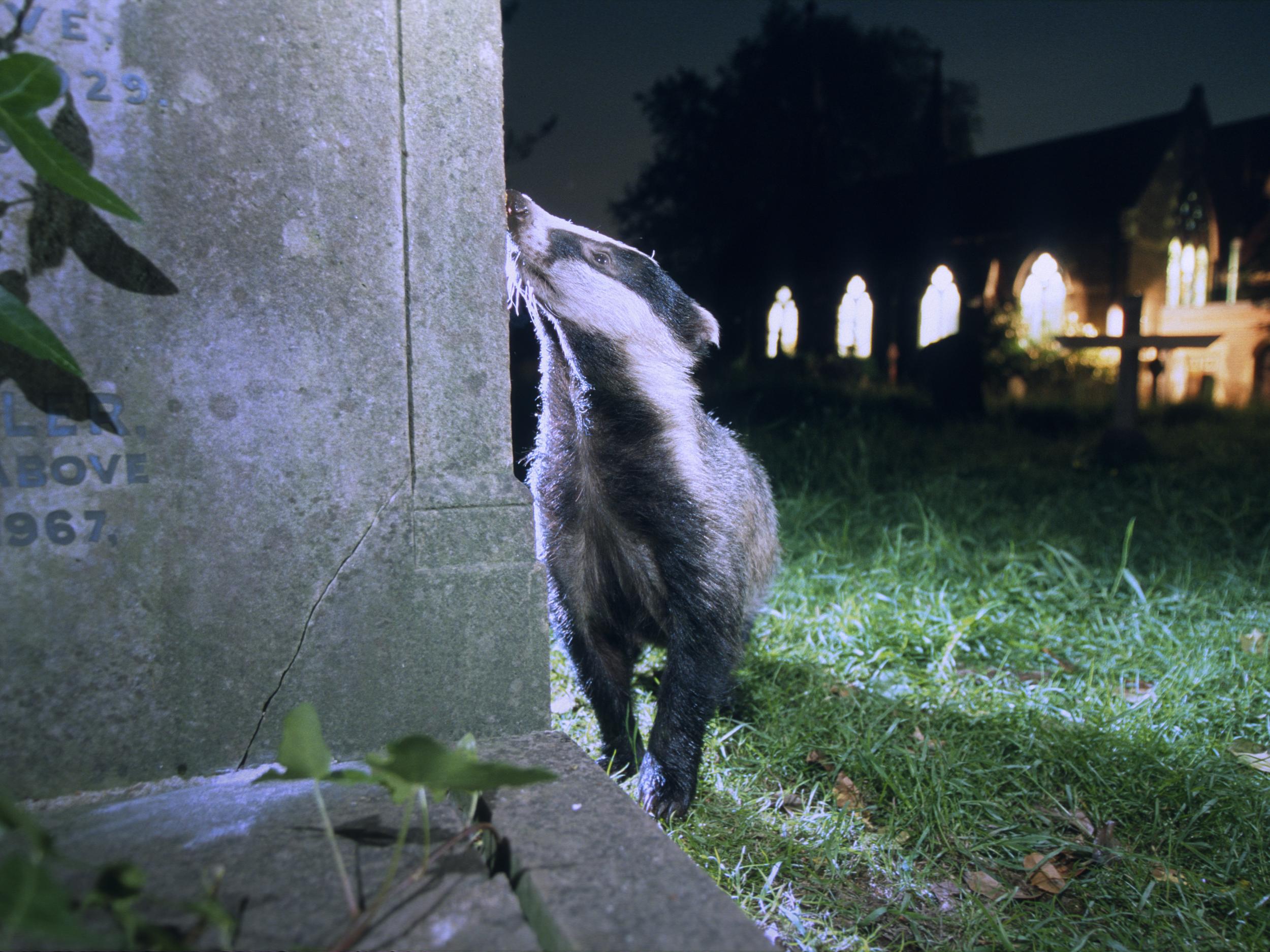 Creature of the night: a badger in a cemetery in south London