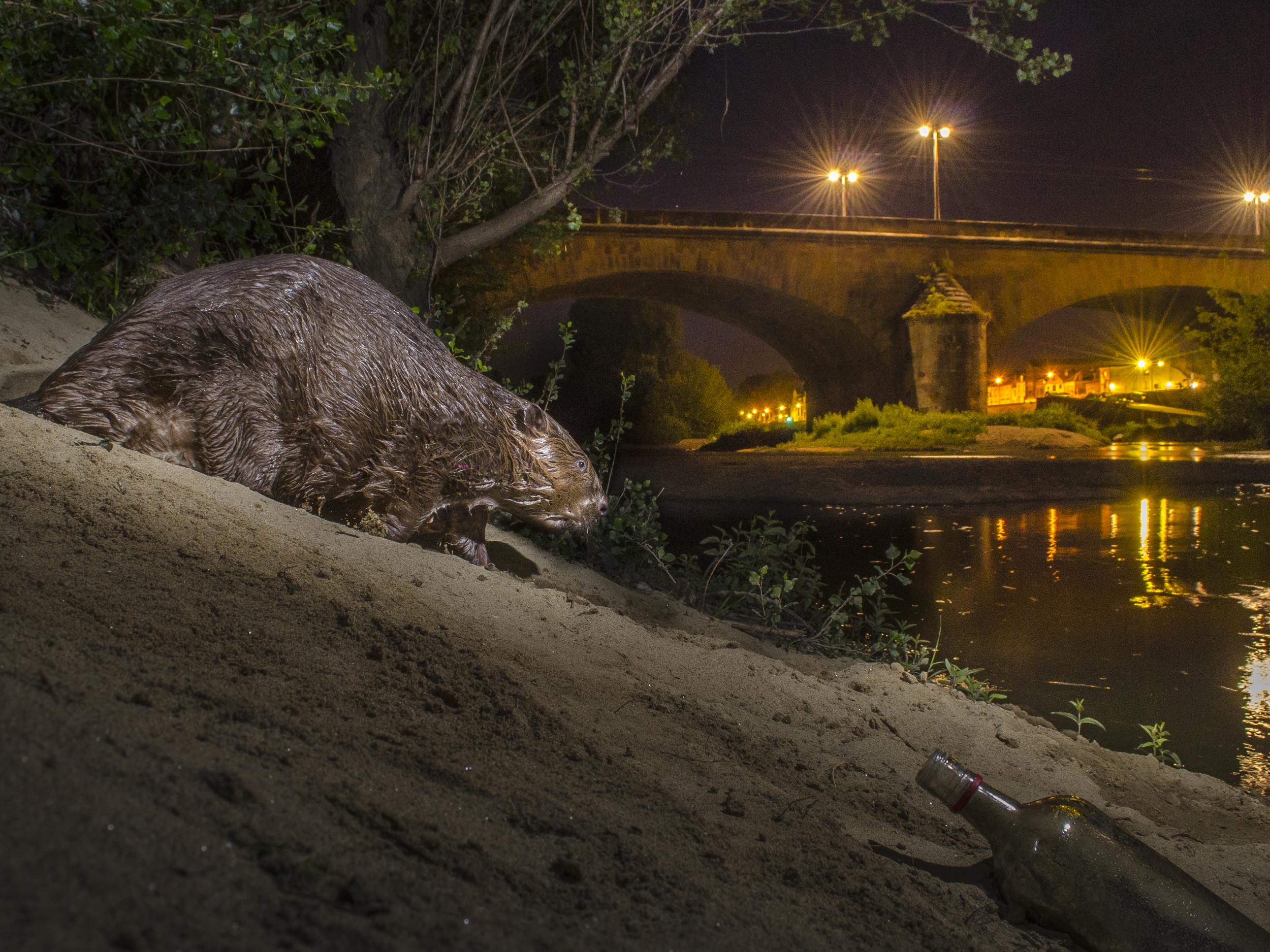 European beaver in the middle of Orleans, France