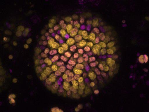 Colony of cyanobacteria where the different colours represent photosynthesis driven by chlorophyll-a (magenta) and chlorophyll-f (yellow)