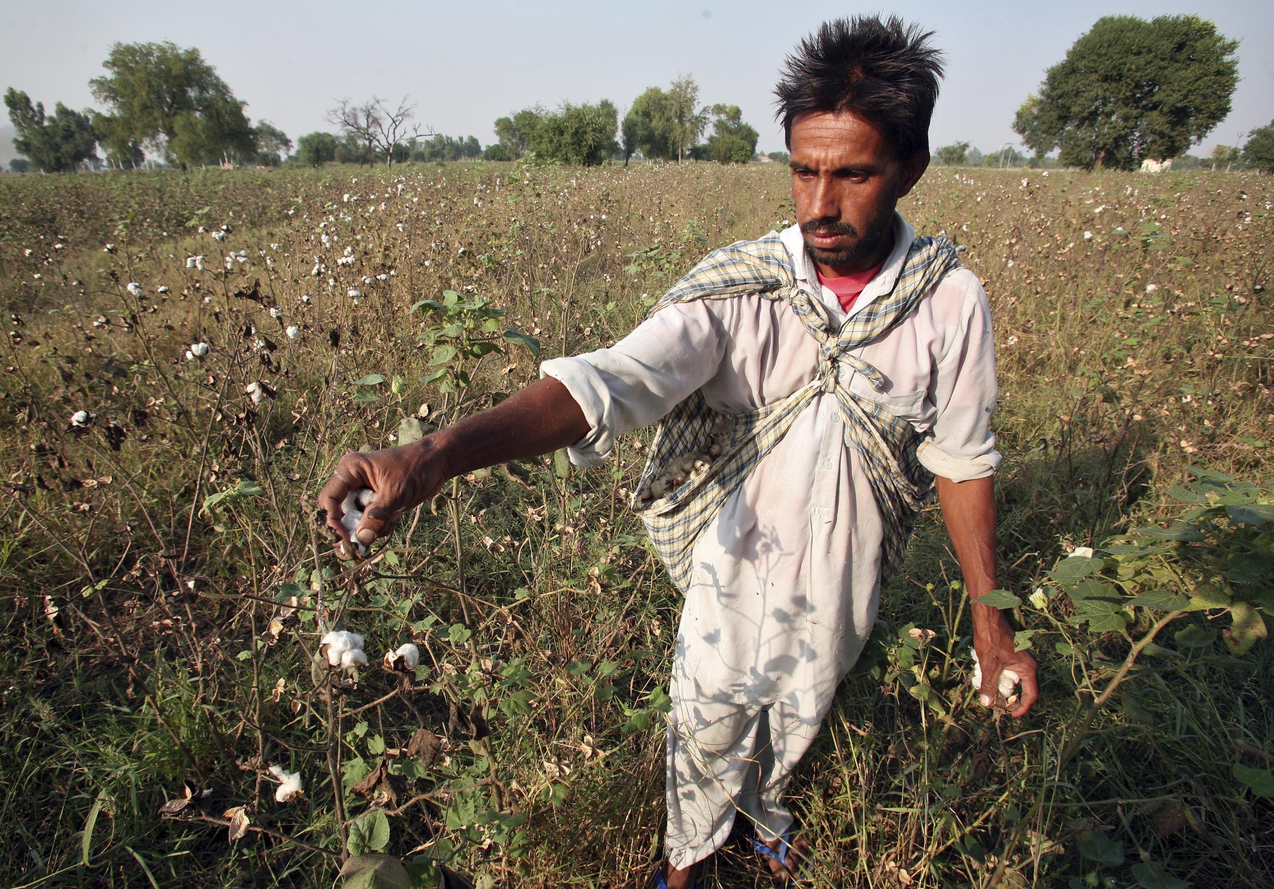 A farmer plucks cotton from his damaged cotton field on the outskirts of Bhatinda, Punjab