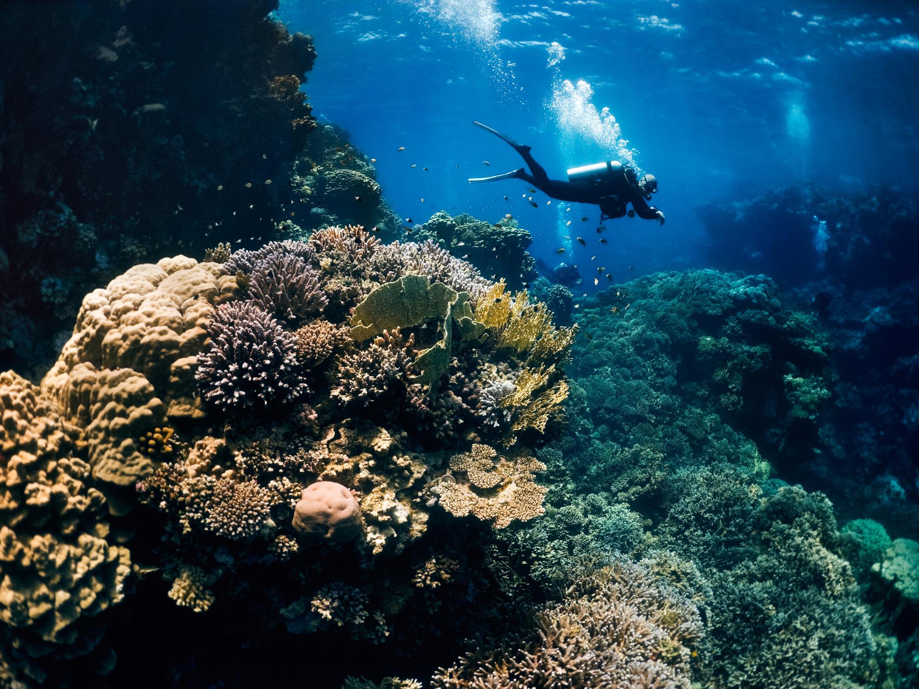 Dozens of coral sites in the Pacific and Caribbean show signs of resisting the harmful effects of climate change and human activity