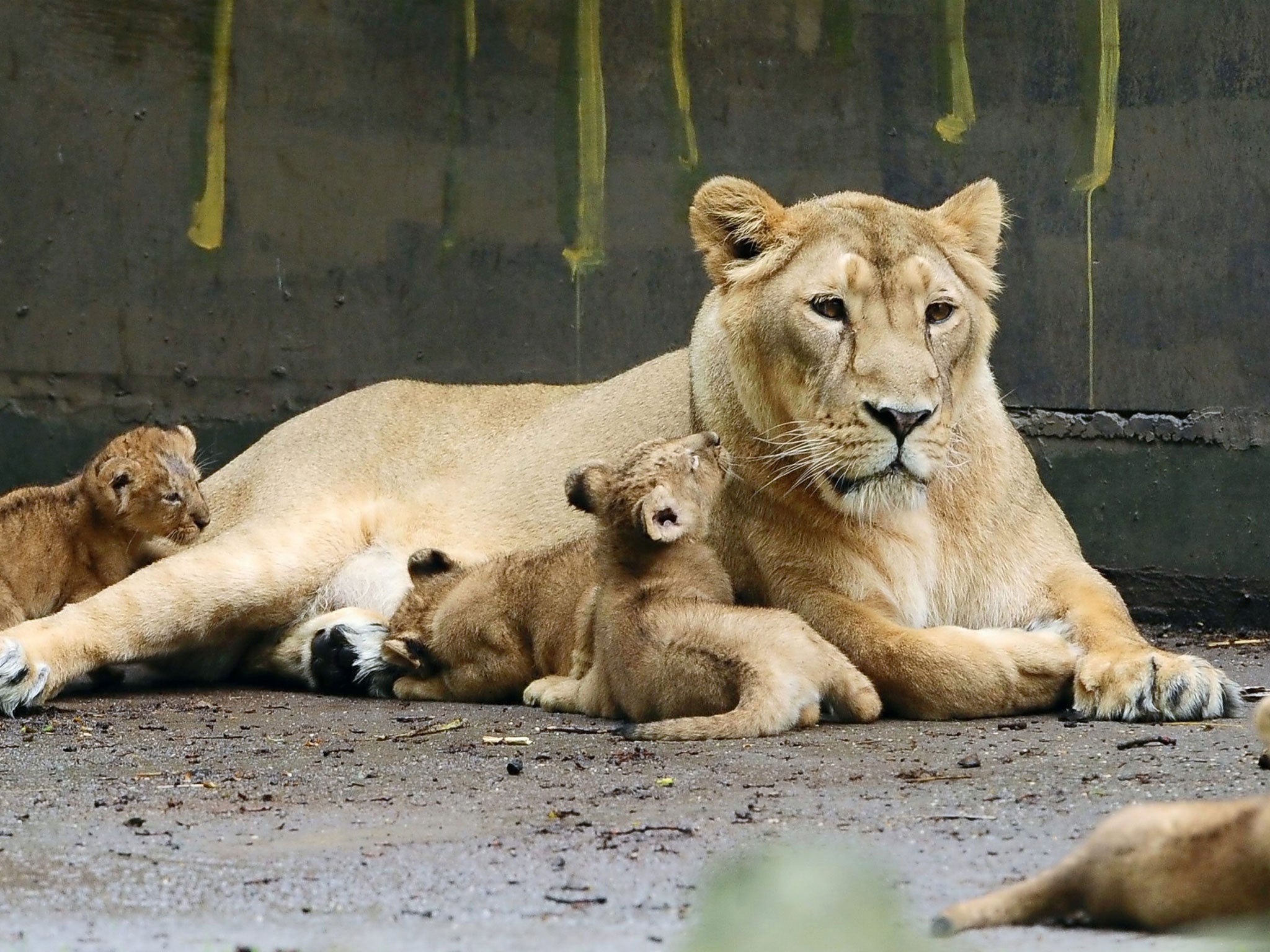 A lioness at Planckendael zoo in Belgium. It is not yet known whether this is the animal which was killed