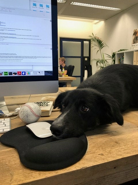 The pups are hard at work as they read emails and hold meetings