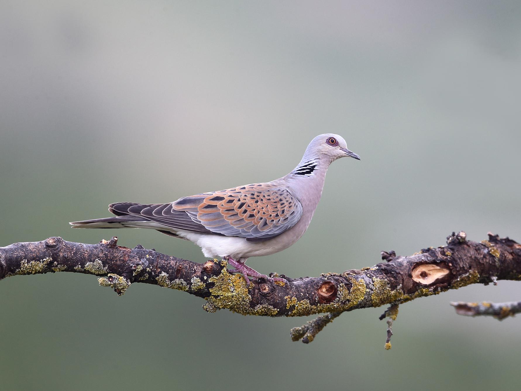 Easy meals may be acting as an 'ecological trap,' tricking birds into choosing a food source which is not good for them