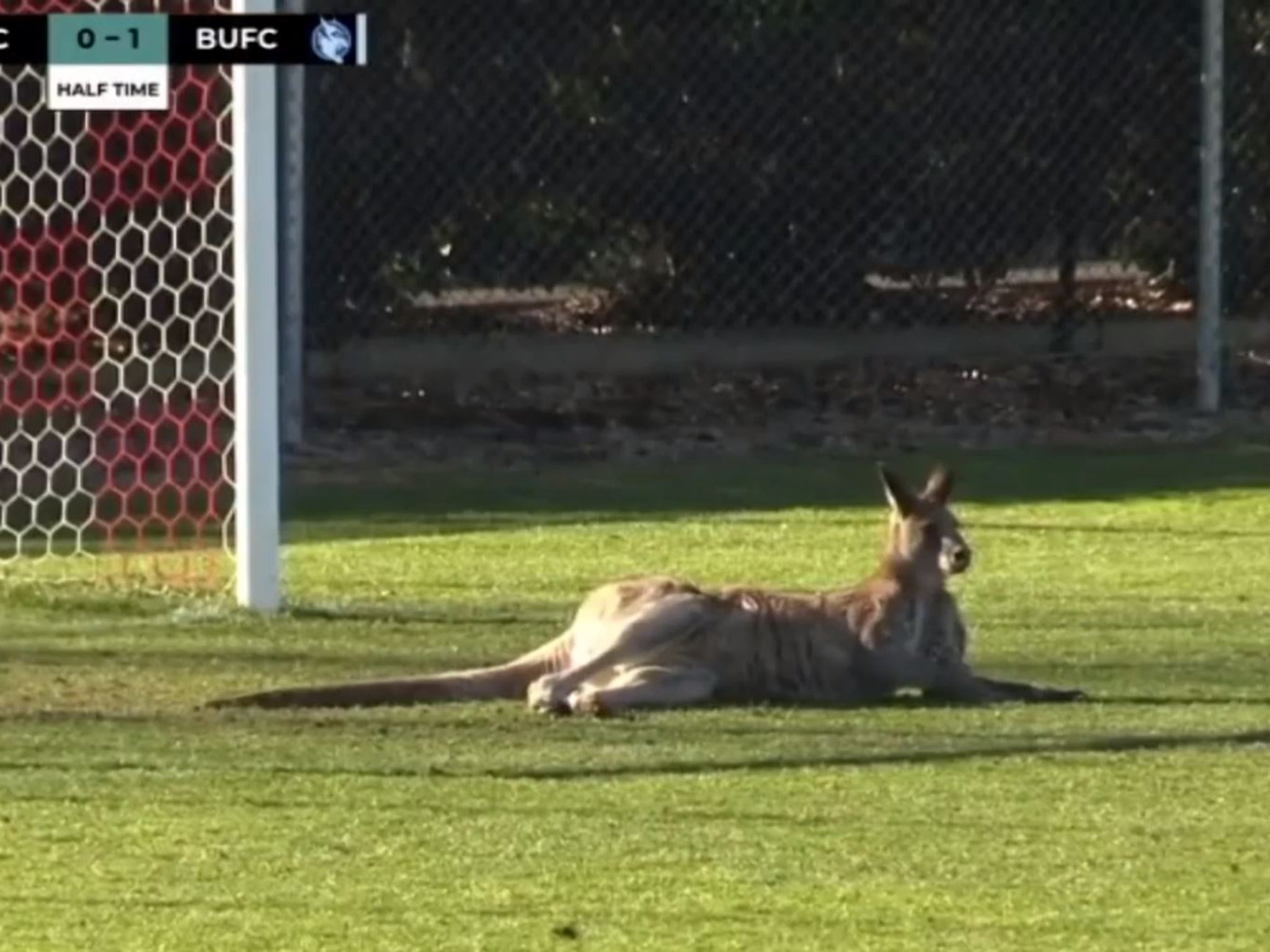 A kangaroo held up the game between Capital FC and Belconnen United for 32 minutes