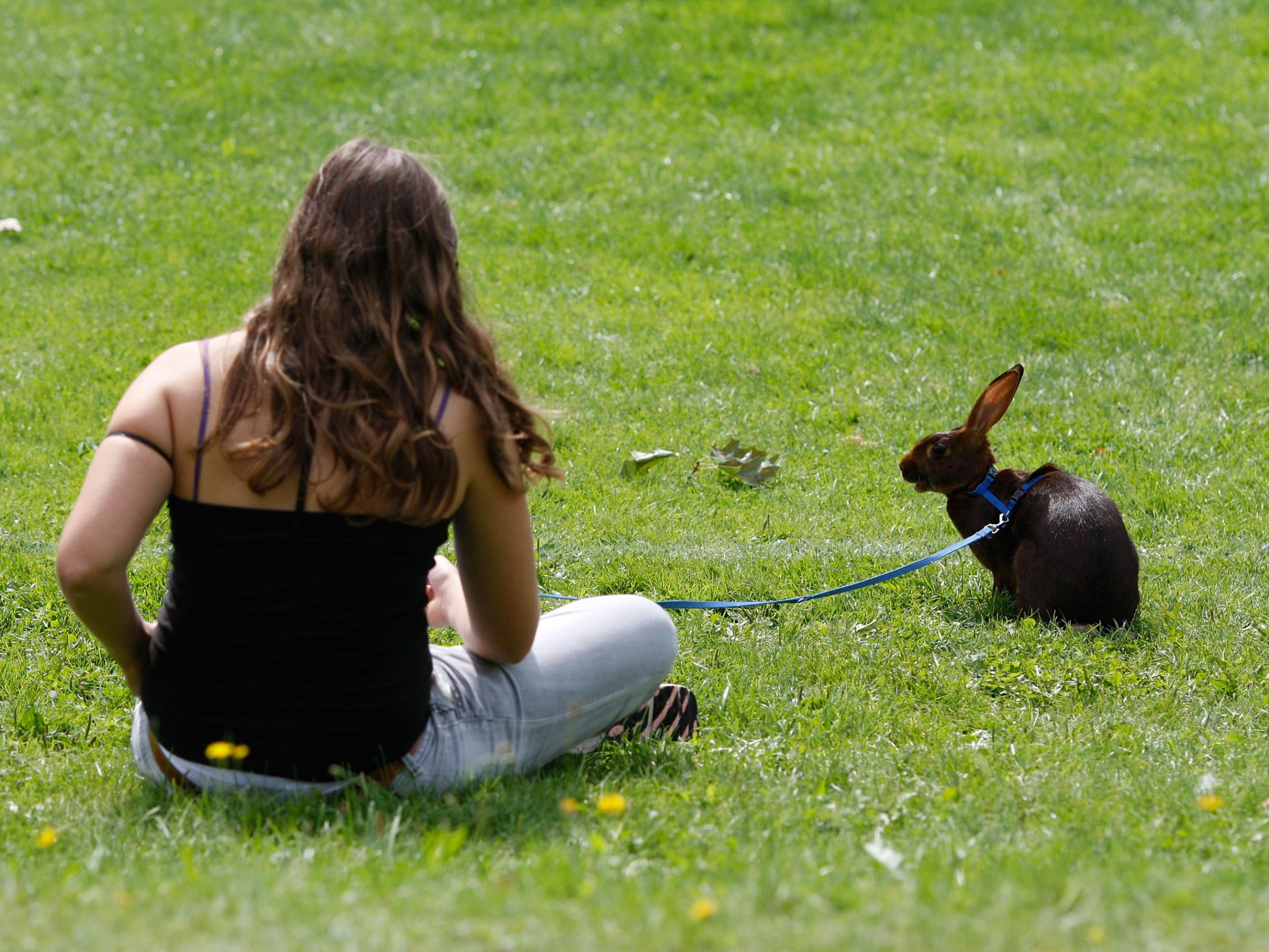 Key changes in the brains of pet rabbits have made them docile and happy to spend time with humans