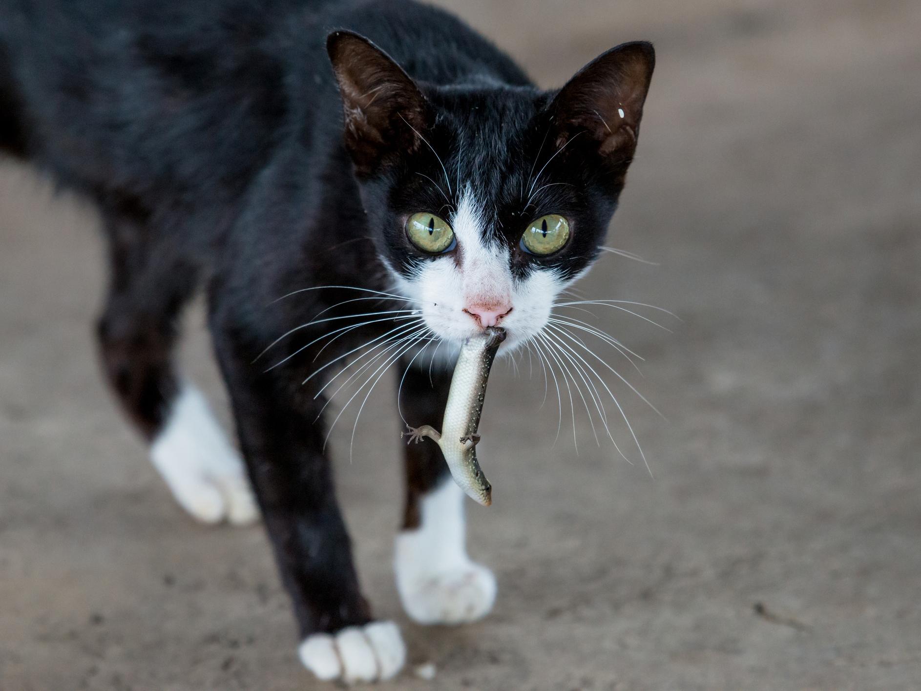 Some cats have been 'bingeing' on reptiles, with scientists finding up to 40 individuals in a single stomach