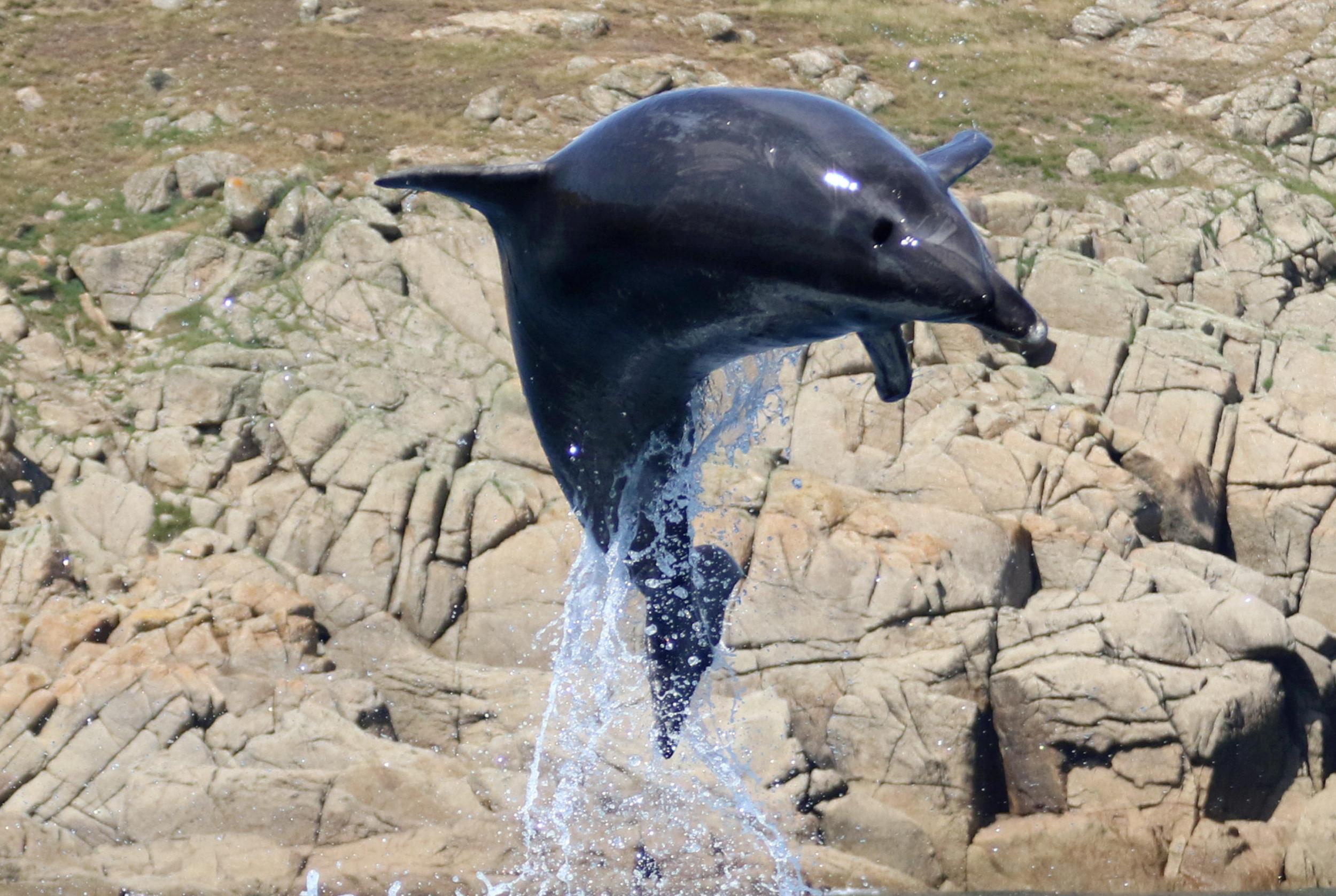 The woman was attempting photograph a dolphin when she fell into the water.