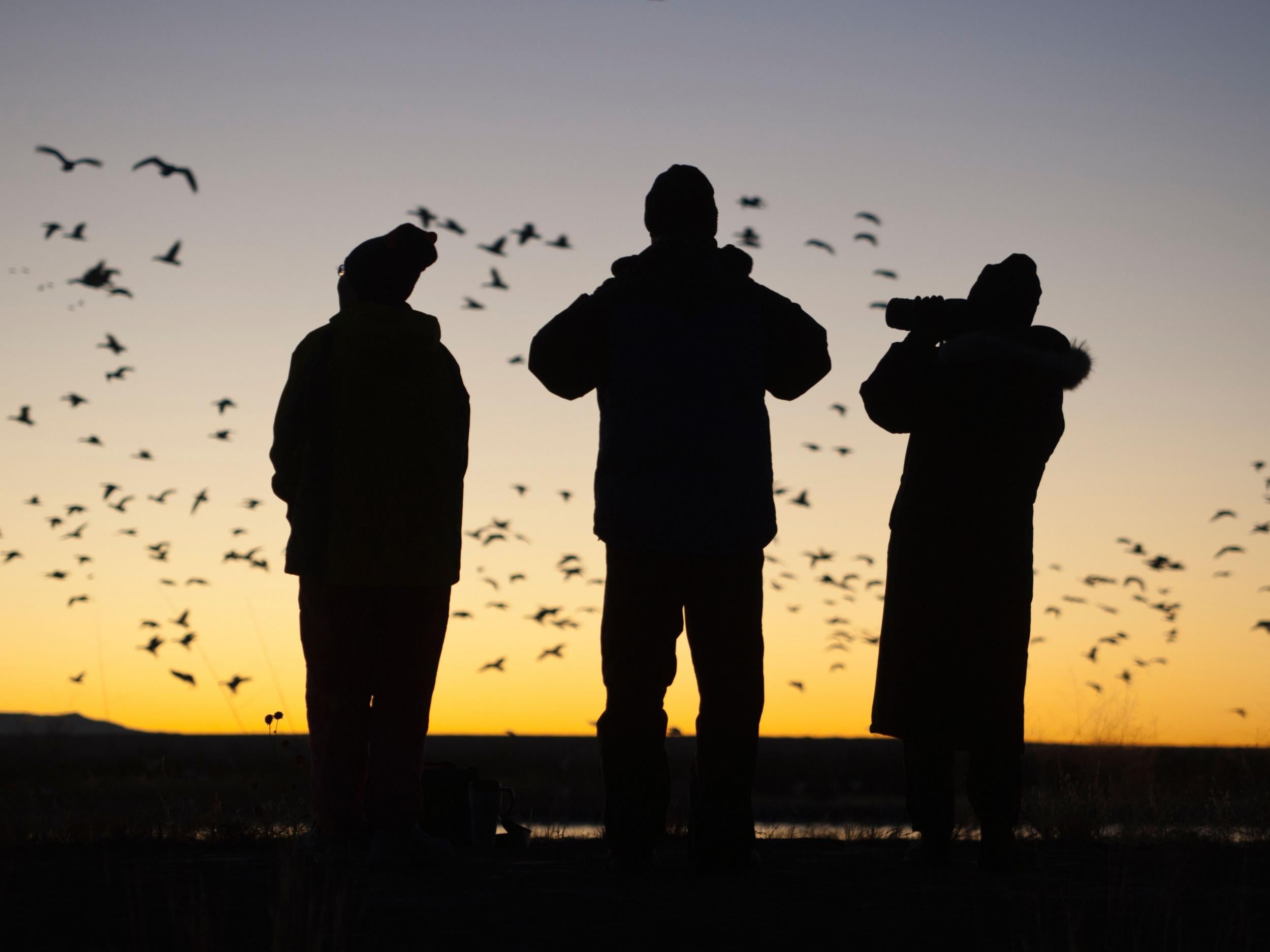 Bird documentaries – like ‘The Messenger’, out in 2015, have inspired new birders