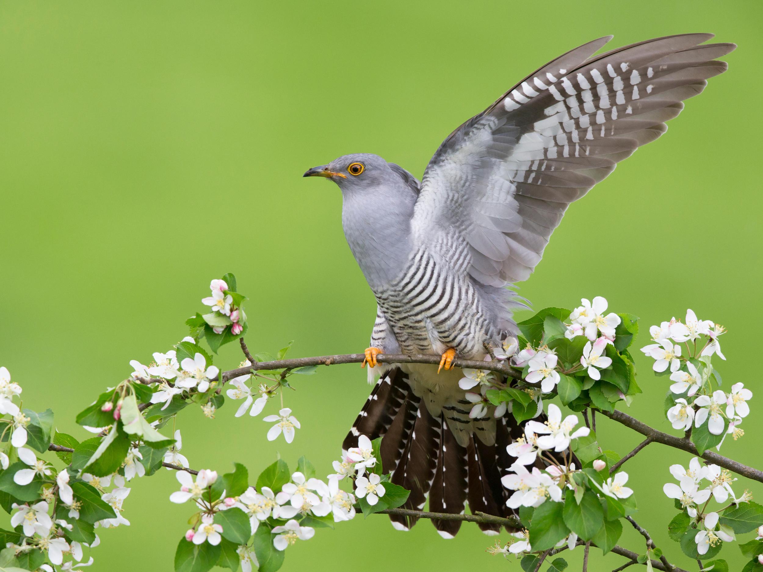 Although cuckoo’s aren’t a rare bird, not many of them stop in New York City