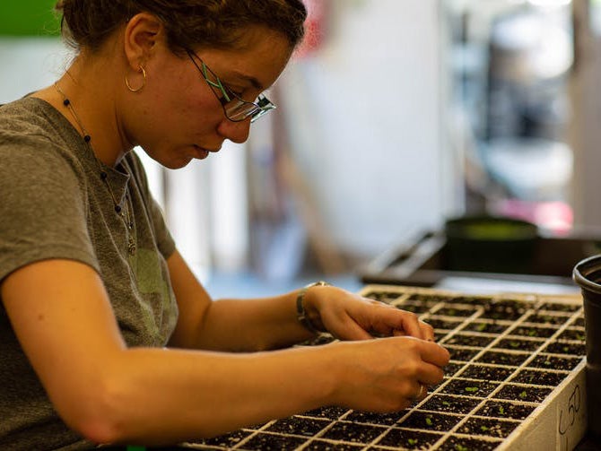 Researcher Patricia Lopez working with tobacco seedlings in the lab