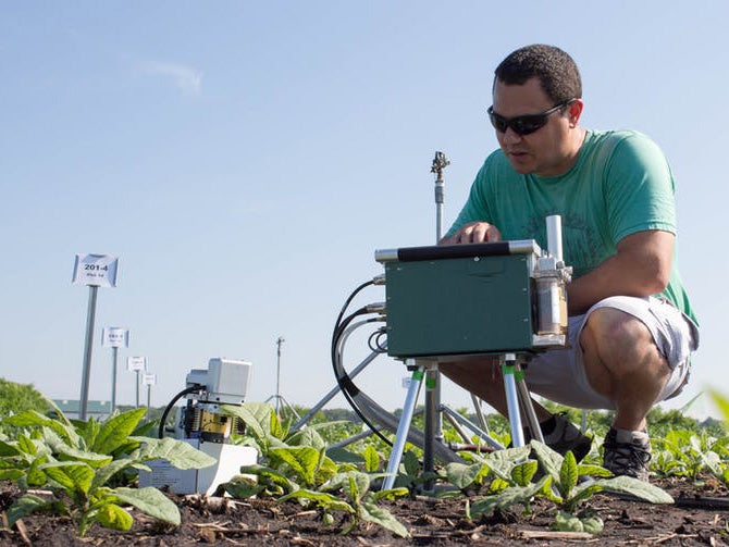 Paul South measures the rate of photosynthesis in the tobacco plants in a field site in Illinois