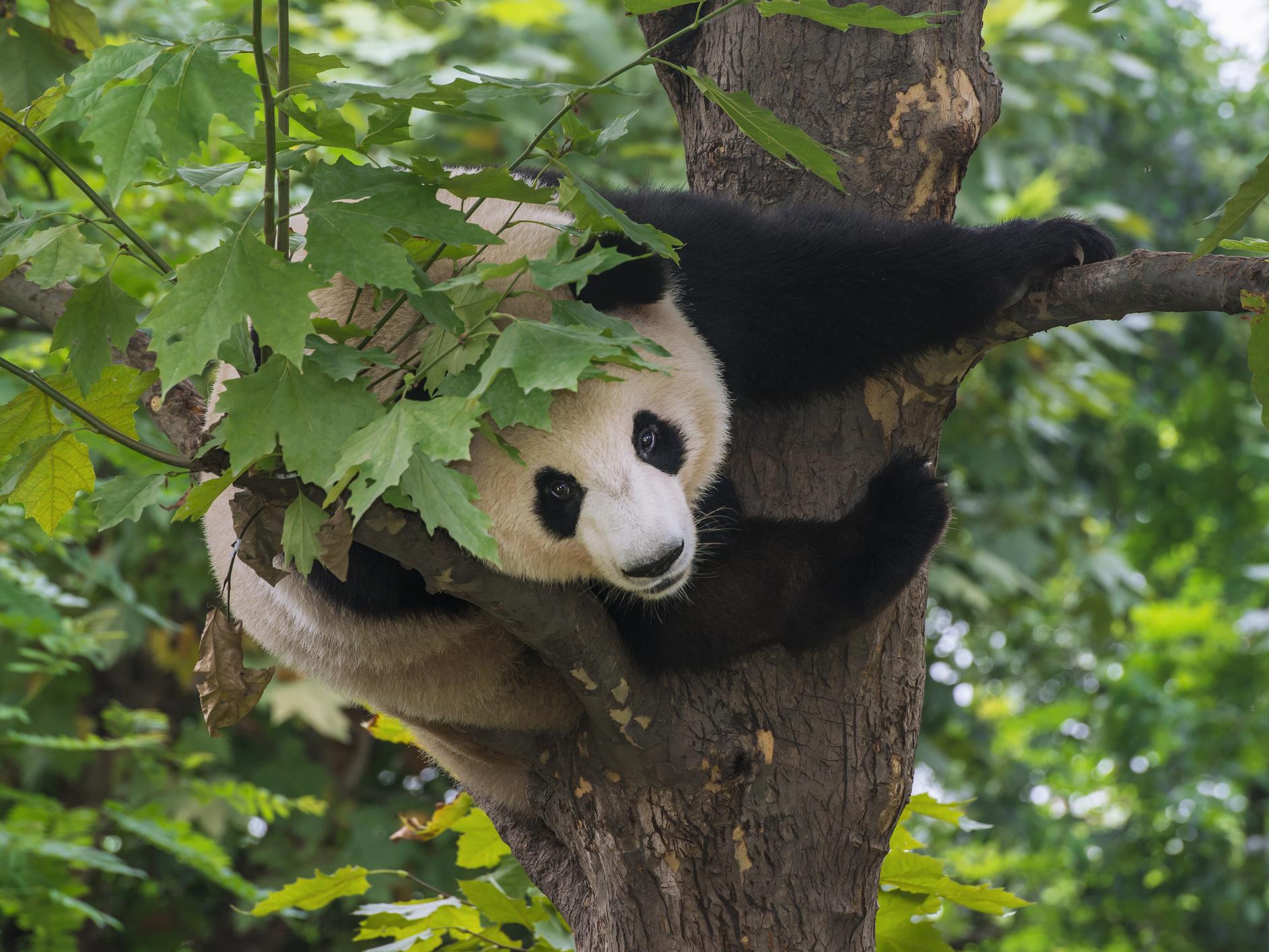 Panda conservation has been criticised by some who feel it is a waste of money and comes at the expense of other threatened animals