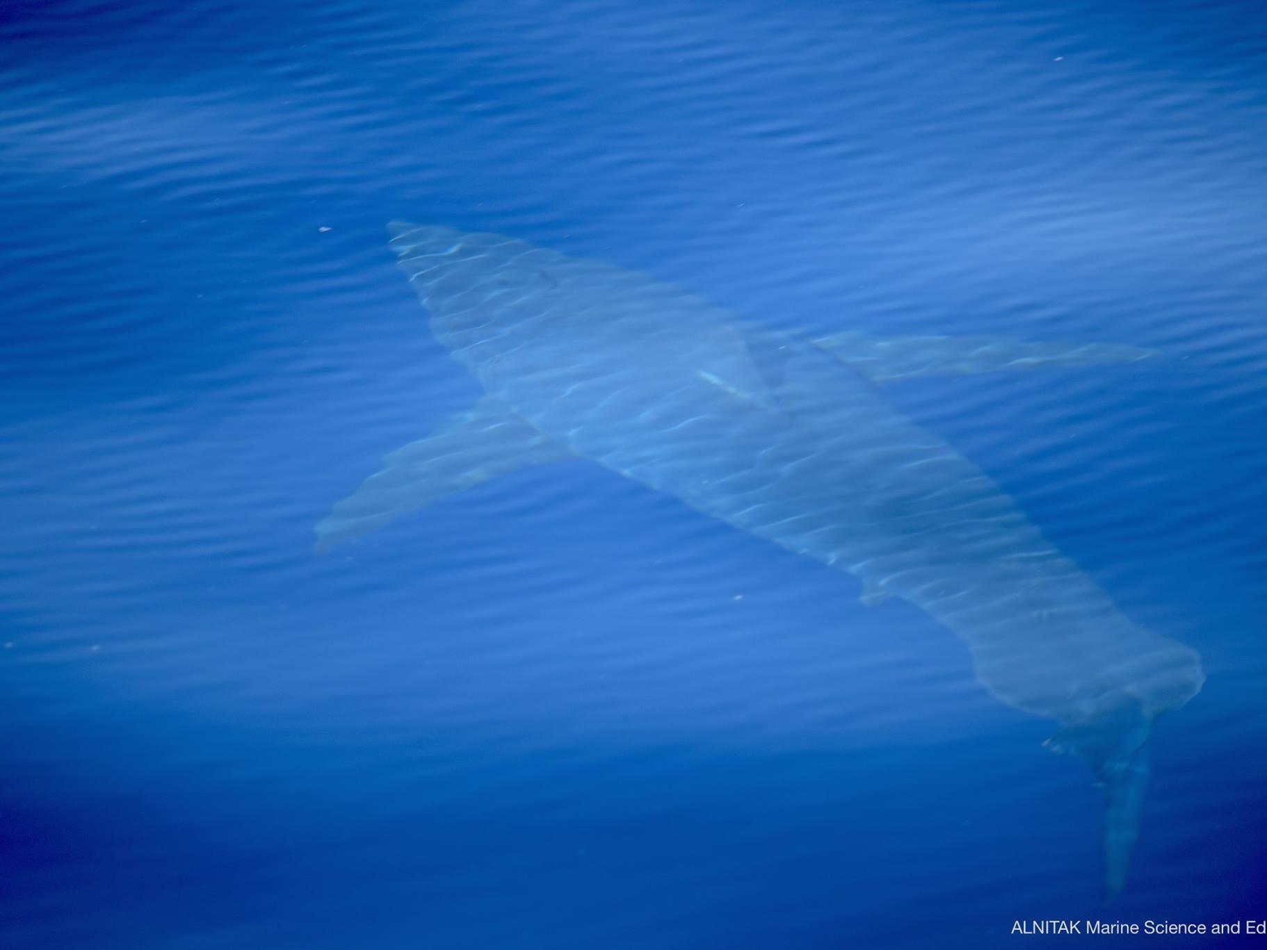 The crew watched and photographed the shark for an hour and 10 minutes