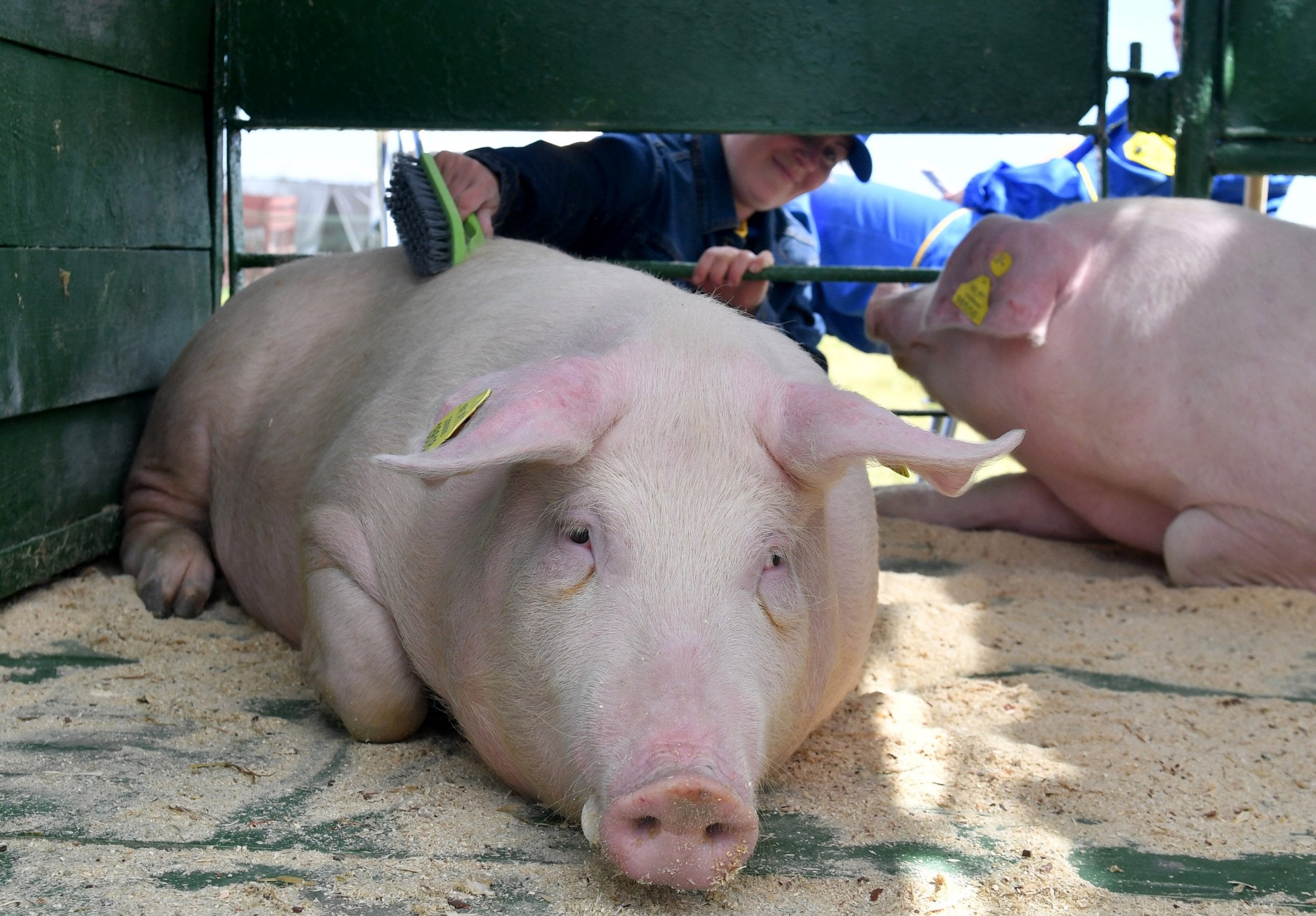 CO2 causes burning pain in pigs when used for stunning, welfare groups claim