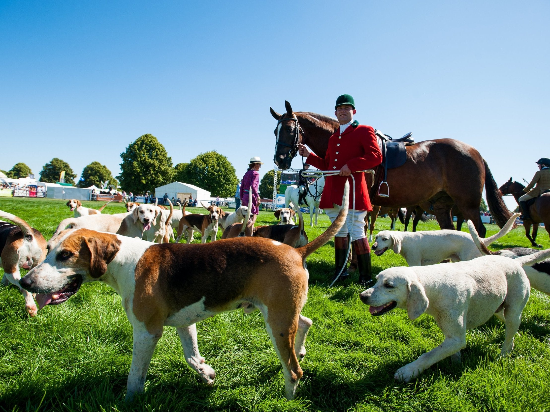 Hunts are at the centre of debate after research showed foxes - and hounds - are susceptible to disease