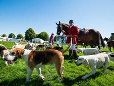 Foxes and hounds spread TB as well as badgers, study claims, prompting calls for greater hunting scrutiny