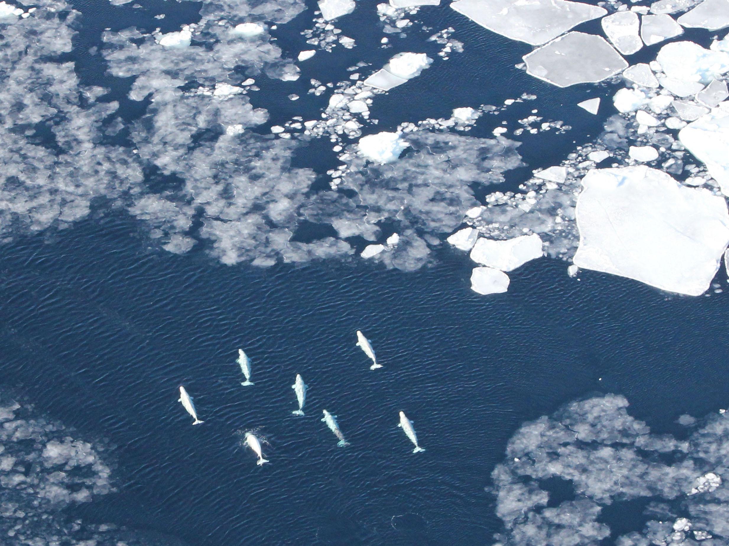 Belugas in the pack ice in West Greenland: whales such as these are particularly threatened by ships crossing the Arctic