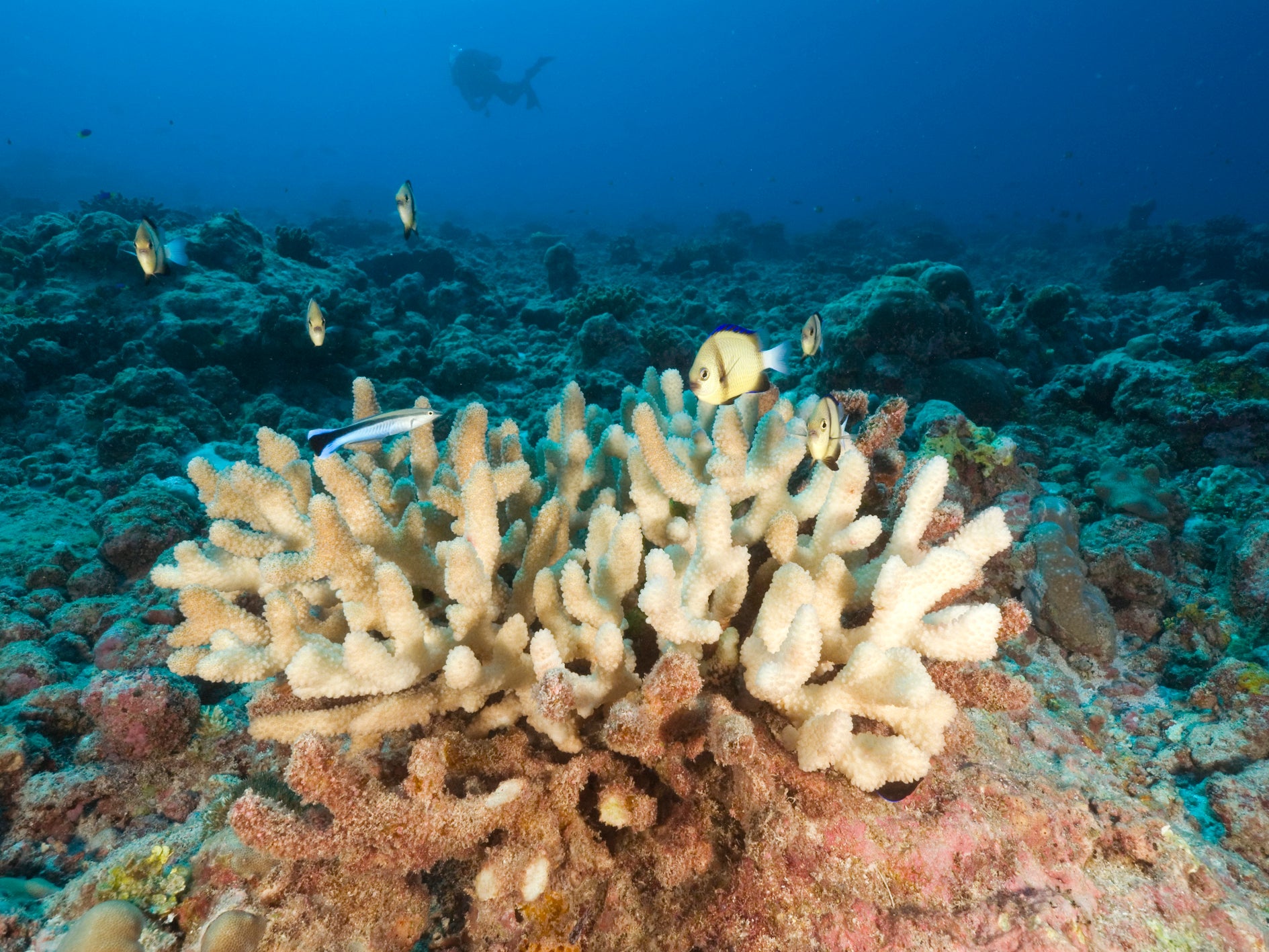 The world has lost roughly half its coral reef in the last 30 years alone