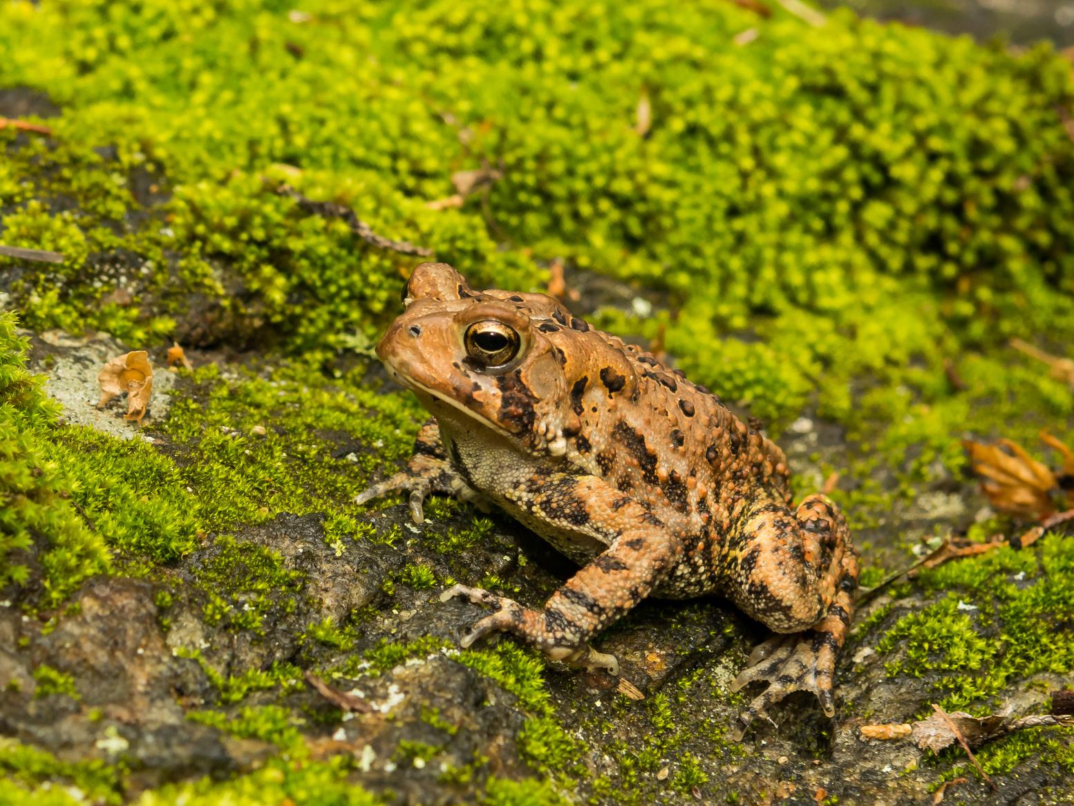 When American toads are subject to round-the-clock lighting, their growth is noticeably stunted