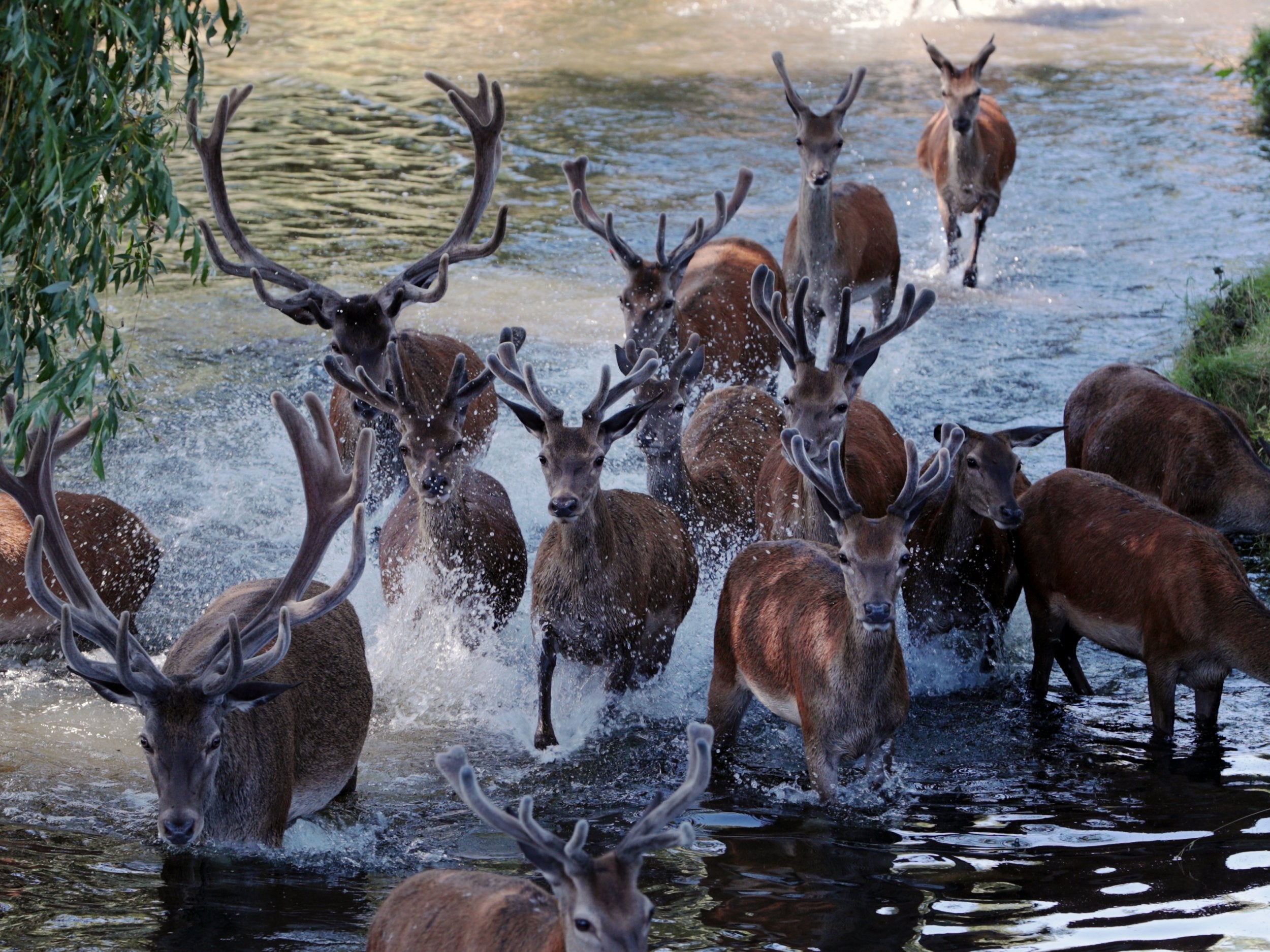 Red deer cool off by running through a stream in Richmond Park, London