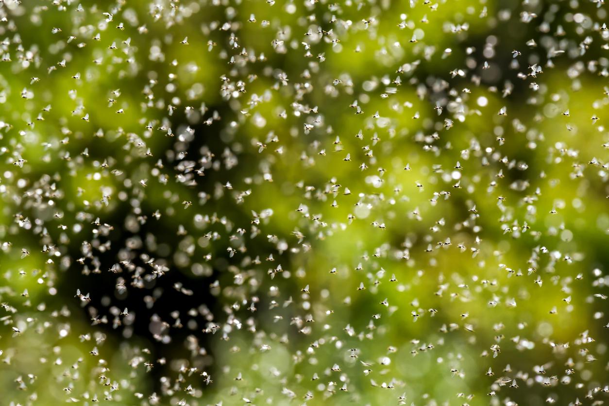 Winged ants swarming on a hot summer day