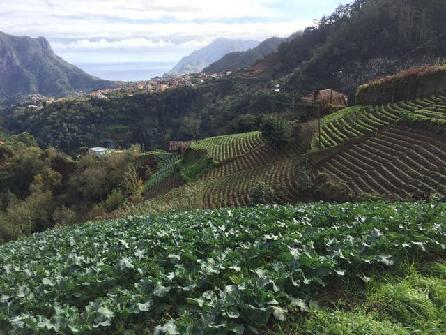 Madeira's landscape is ideal for trail runners