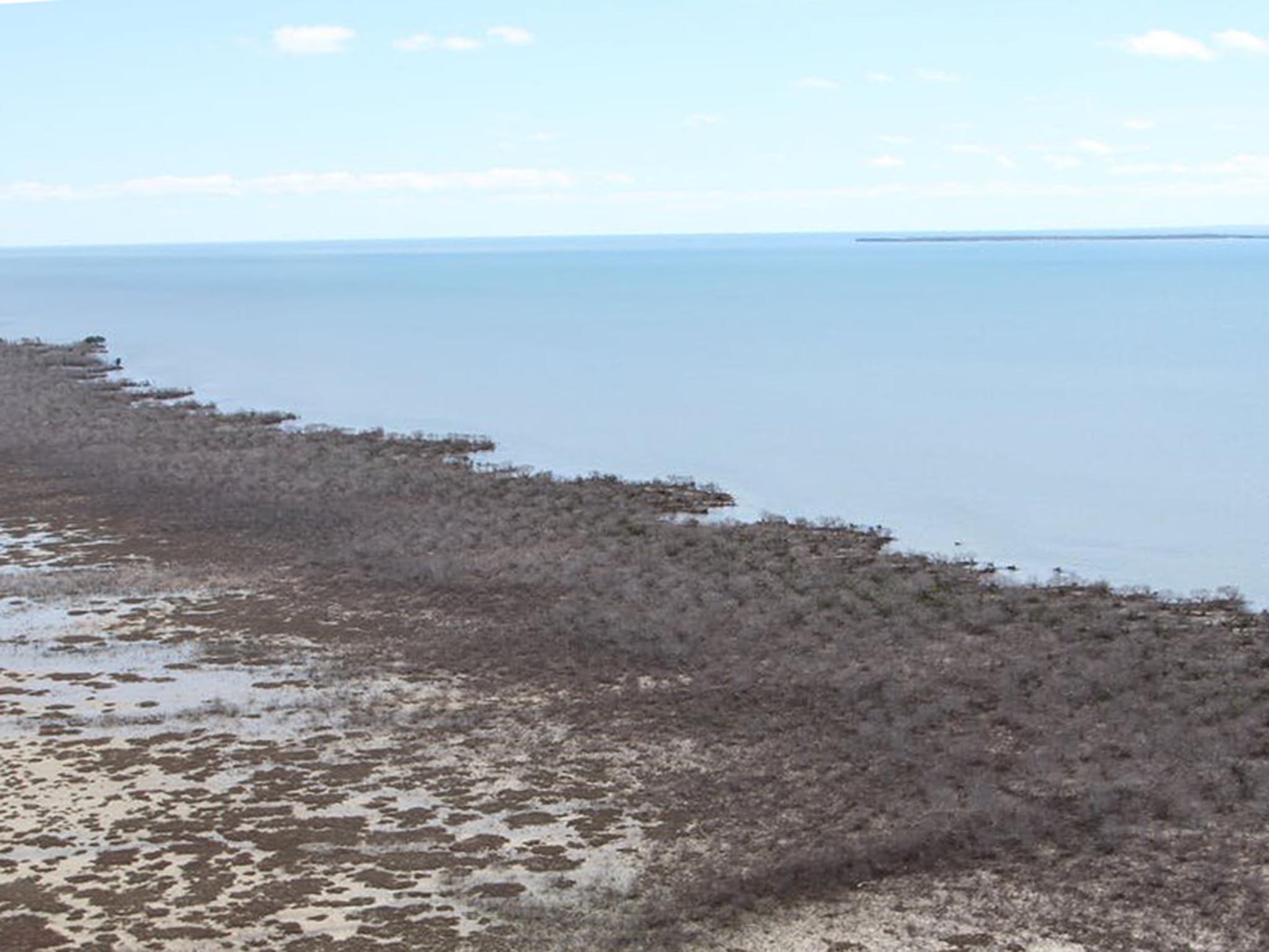 A weak monsoon 2015-2016 is thought to have caused mangrove dieback across a 1,000km stretch of the Gulf of Carpenteria