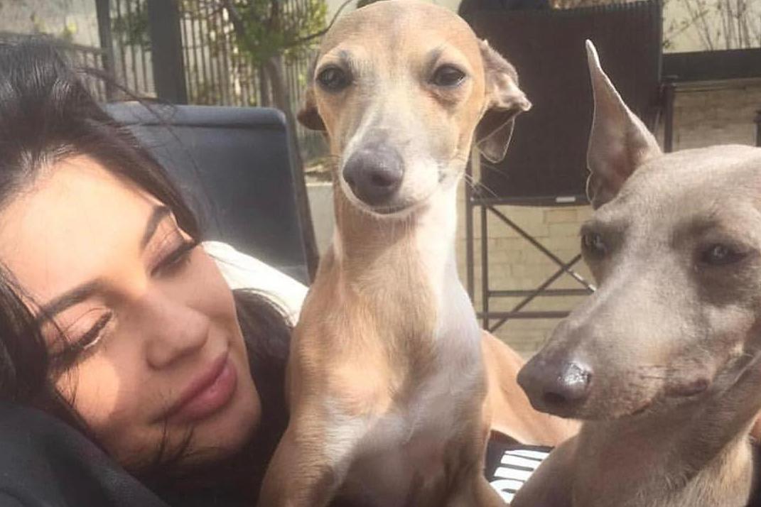 Kylie Jenner has multiple Italian Greyhounds, including her dog Bambi and her late dog Norman