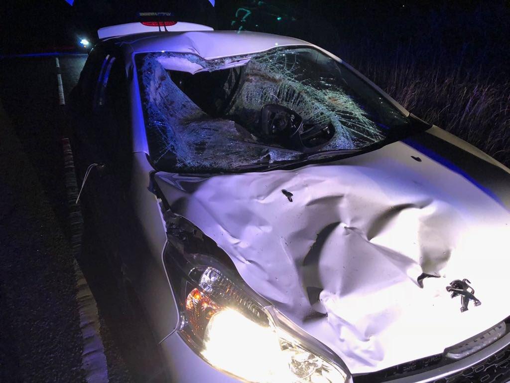 A Peugeot left a wreck after crashing into a cow