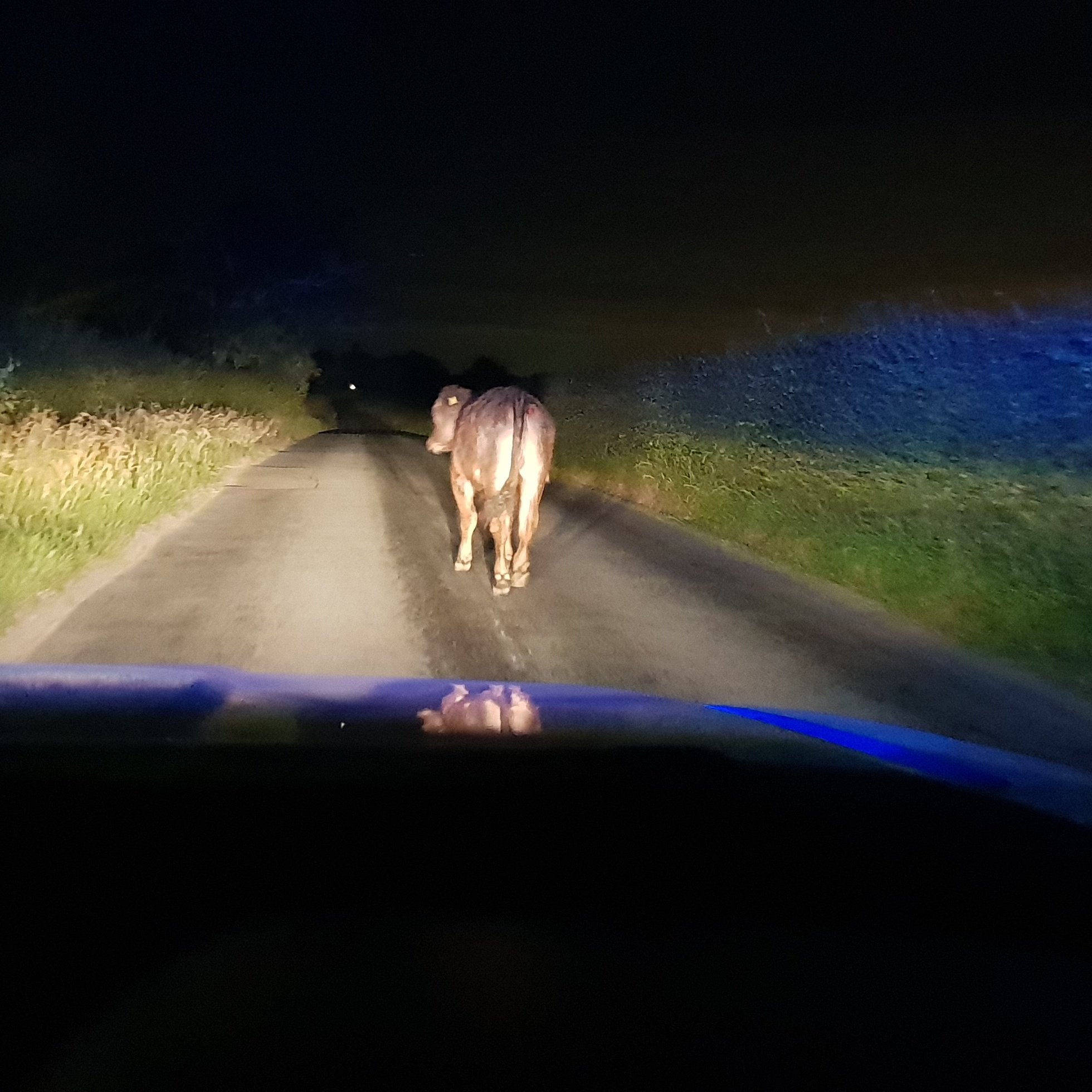 The cow (Twitter / Durham Constabulary)