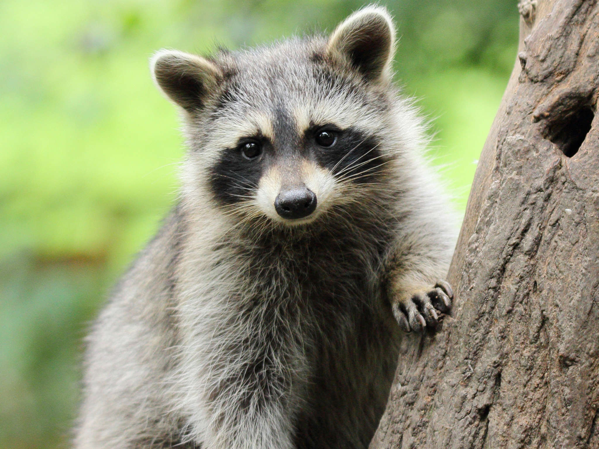 'Knowing raccoons can be rabid and unpredictable, the only realistic option we could think of in the moment was to get the raccoon off the boat'