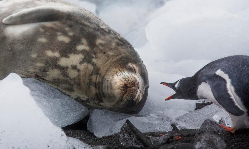 A Weddell seal sleeps as gentoo penguins pass by on Greenwich Island part of the South Shetland Island group. Greenpeace has been documenting Antarctic wildlife to strengthen the proposal to create the largest protected area on the planet, an Antarctic Ocean Sanctuary