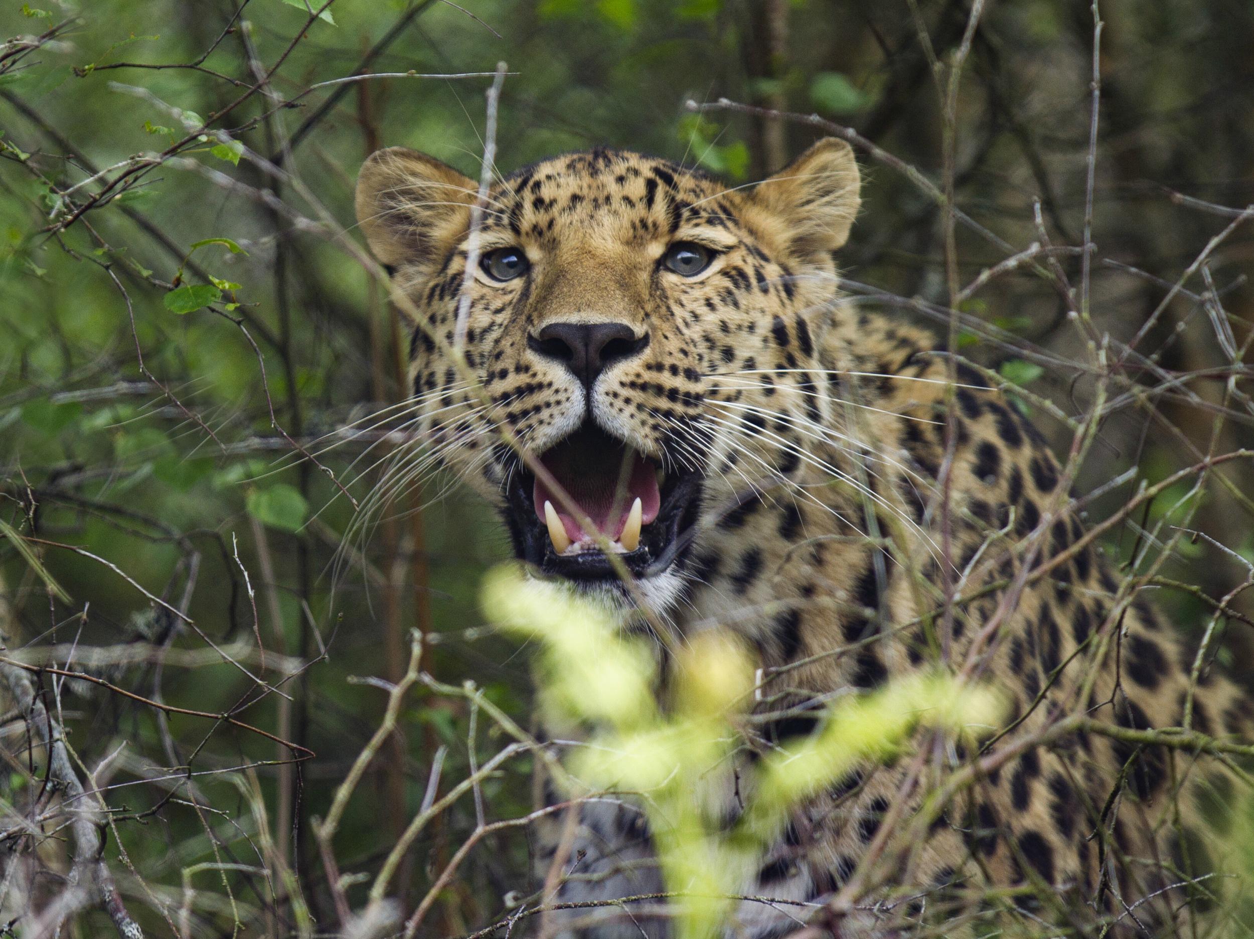 Freddo, the father, was brought to the Scottish park from Tallinn Zoo in Estonia
