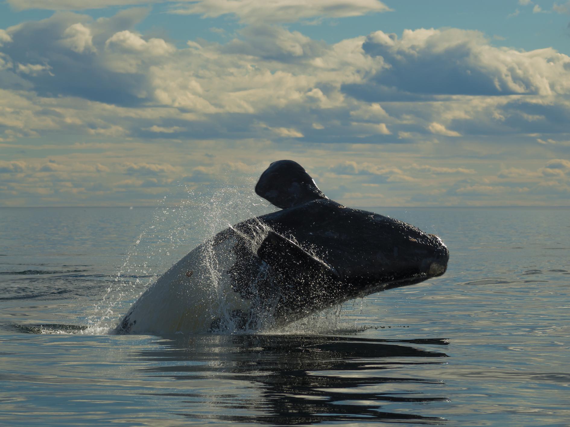 Right whales are no longer found in the Mediterranean, but new evidence suggests they once migrated there to raise their calves