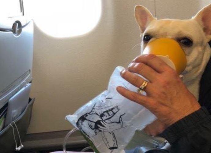 Darcy being administered with oxygen on the flight