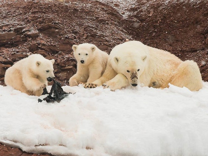 The three bears were relaxing in an otherwise spotless scene